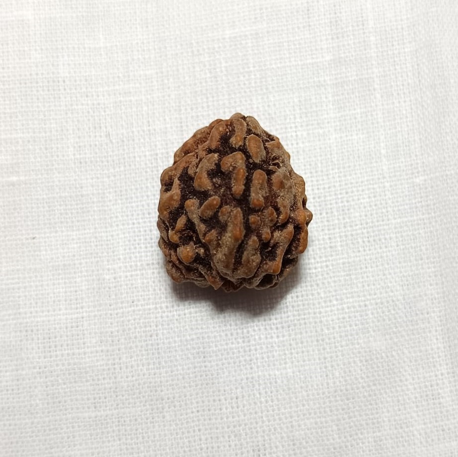2 Mukhi Rudraksha
