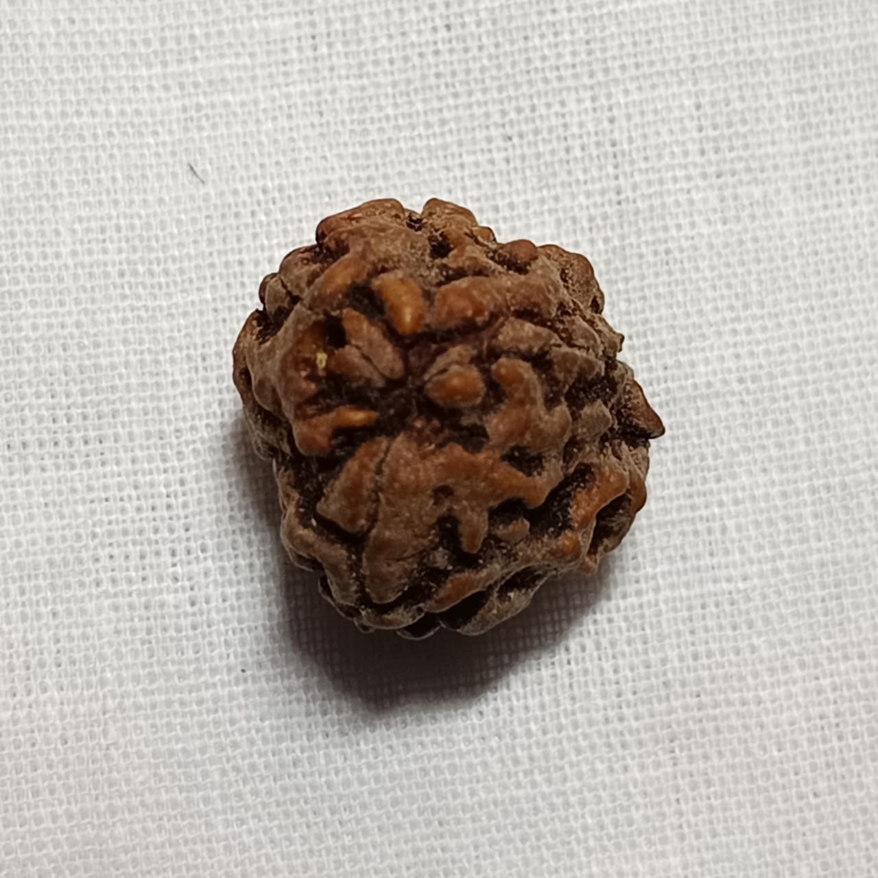 3 Mukhi Rudraksh