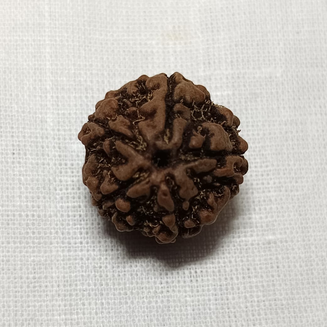 5 Mukhi Rudraksh