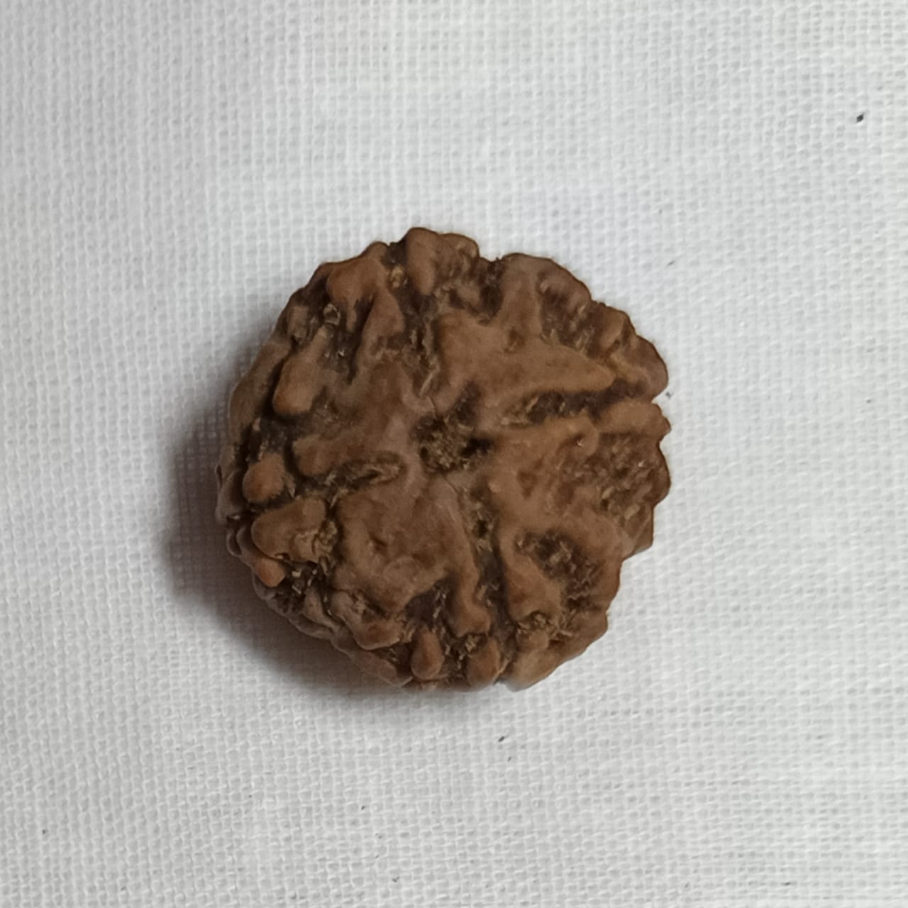 4 Mukhi Rudraksha
