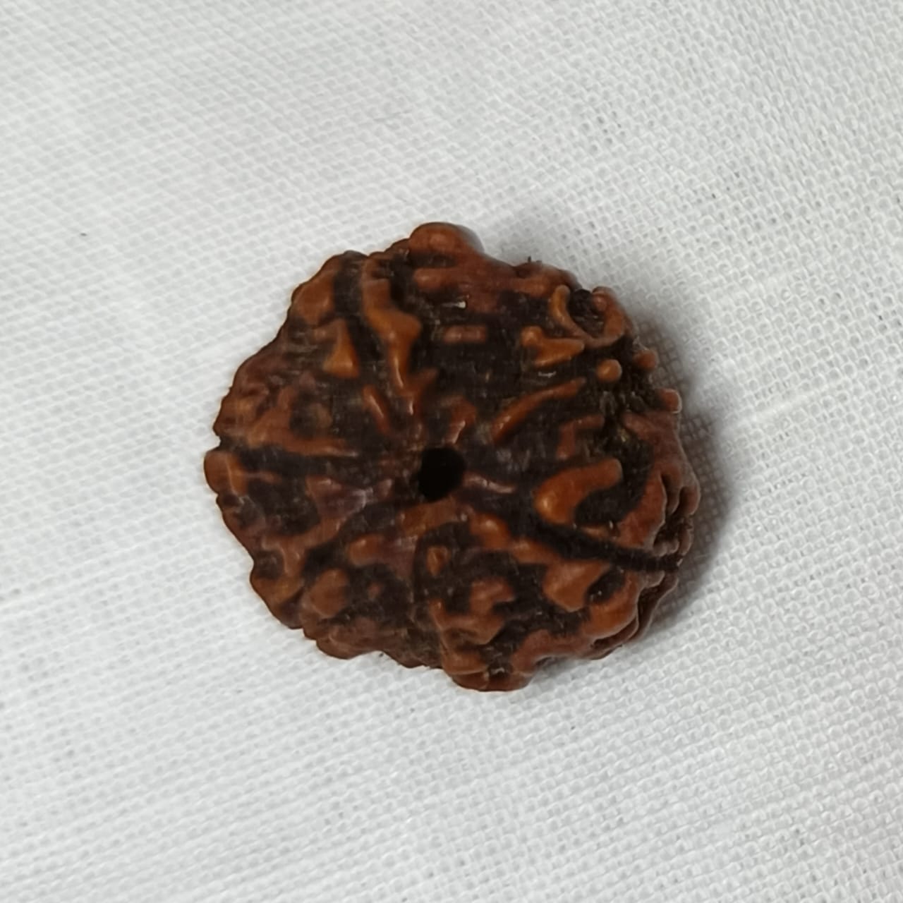 6 Mukhi Rudraksha