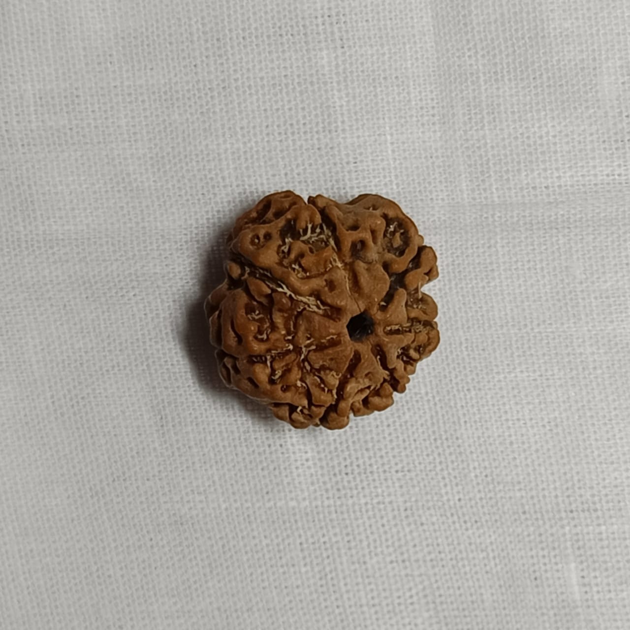 7 Mukhi Rudraksha