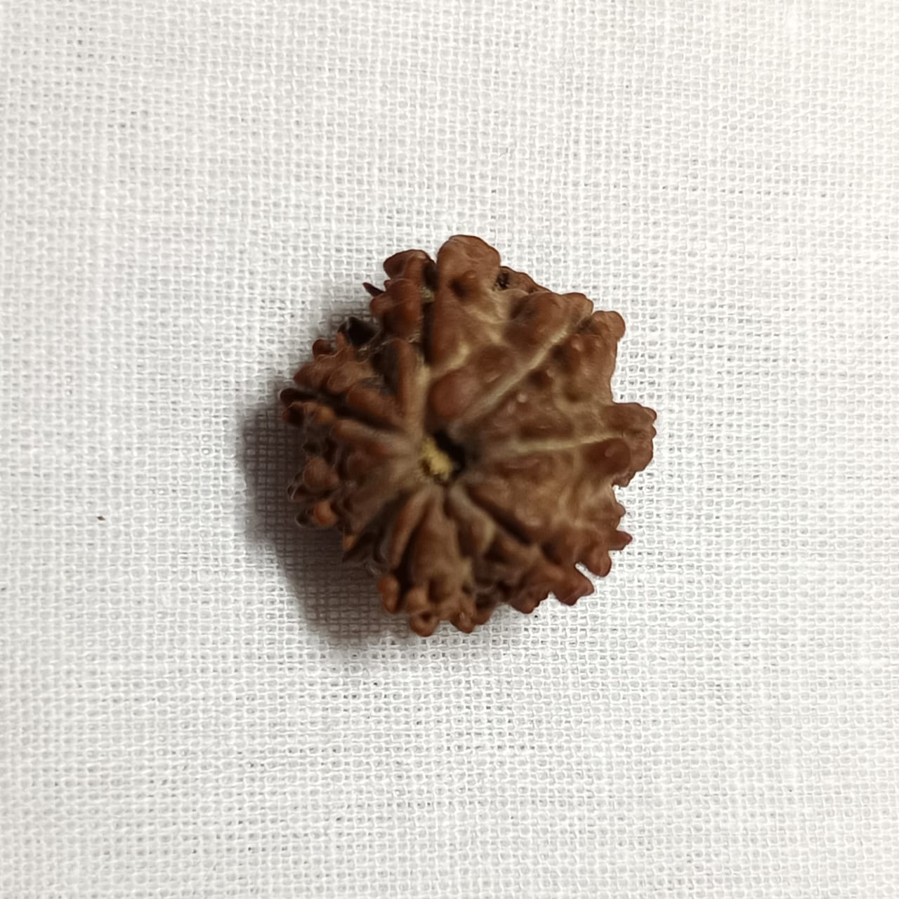 8 Mukhi Rudraksha