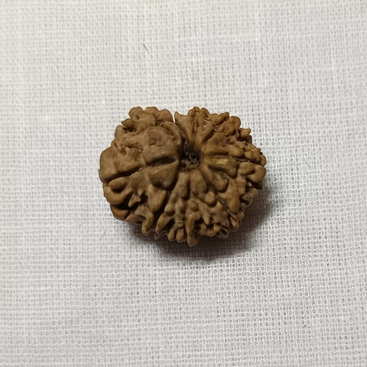 9 Mukhi Rudraksha
