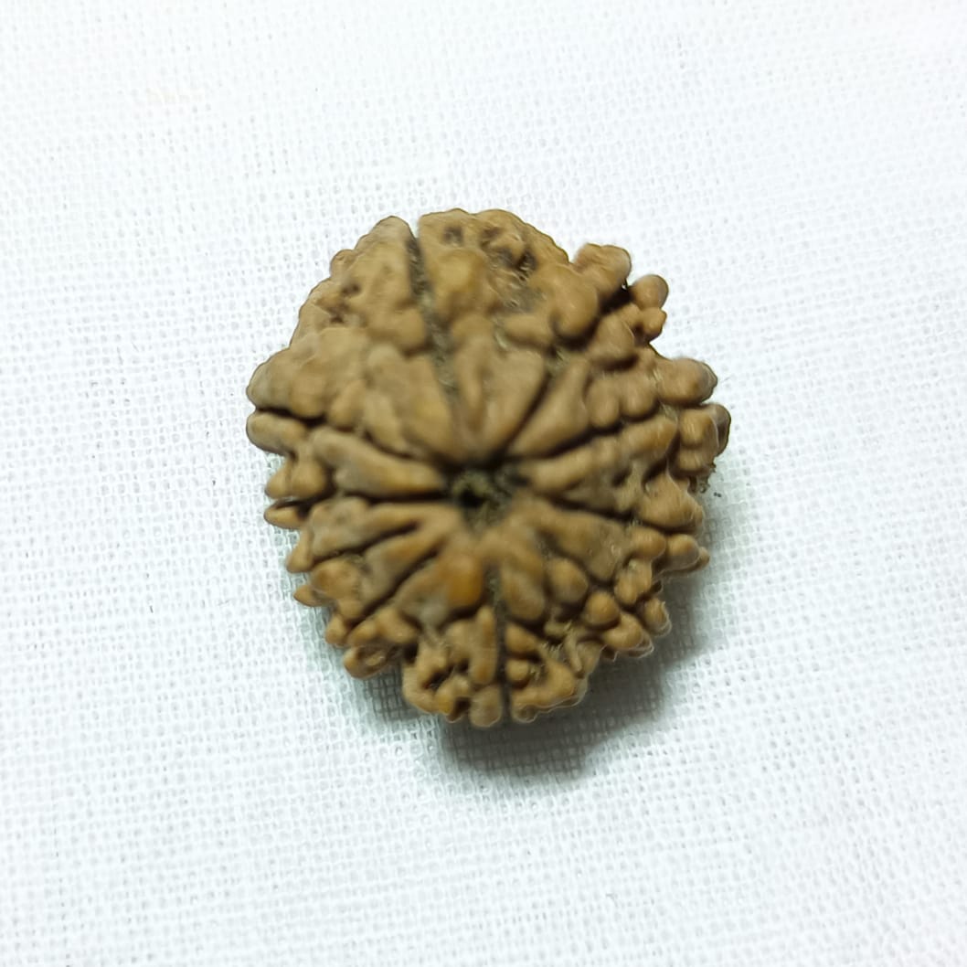 10 Mukhi Rudraksha