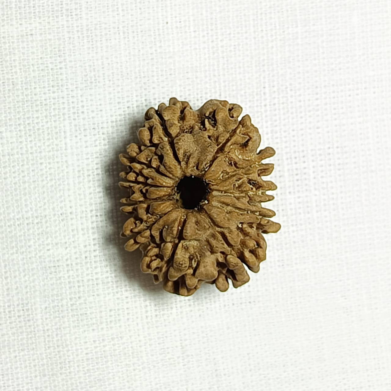 11 Mukhi Rudraksha