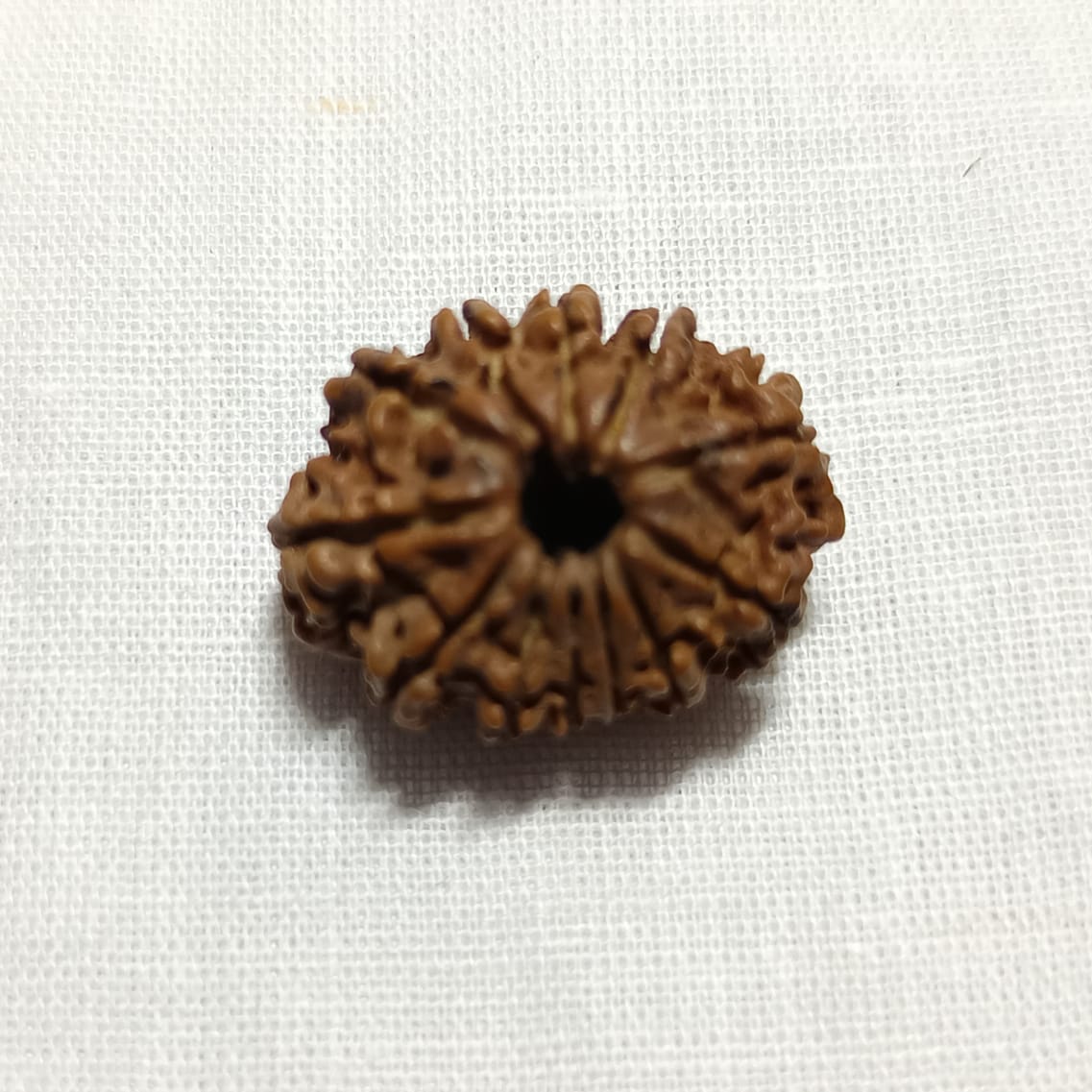 12 Mukhi Rudraksha