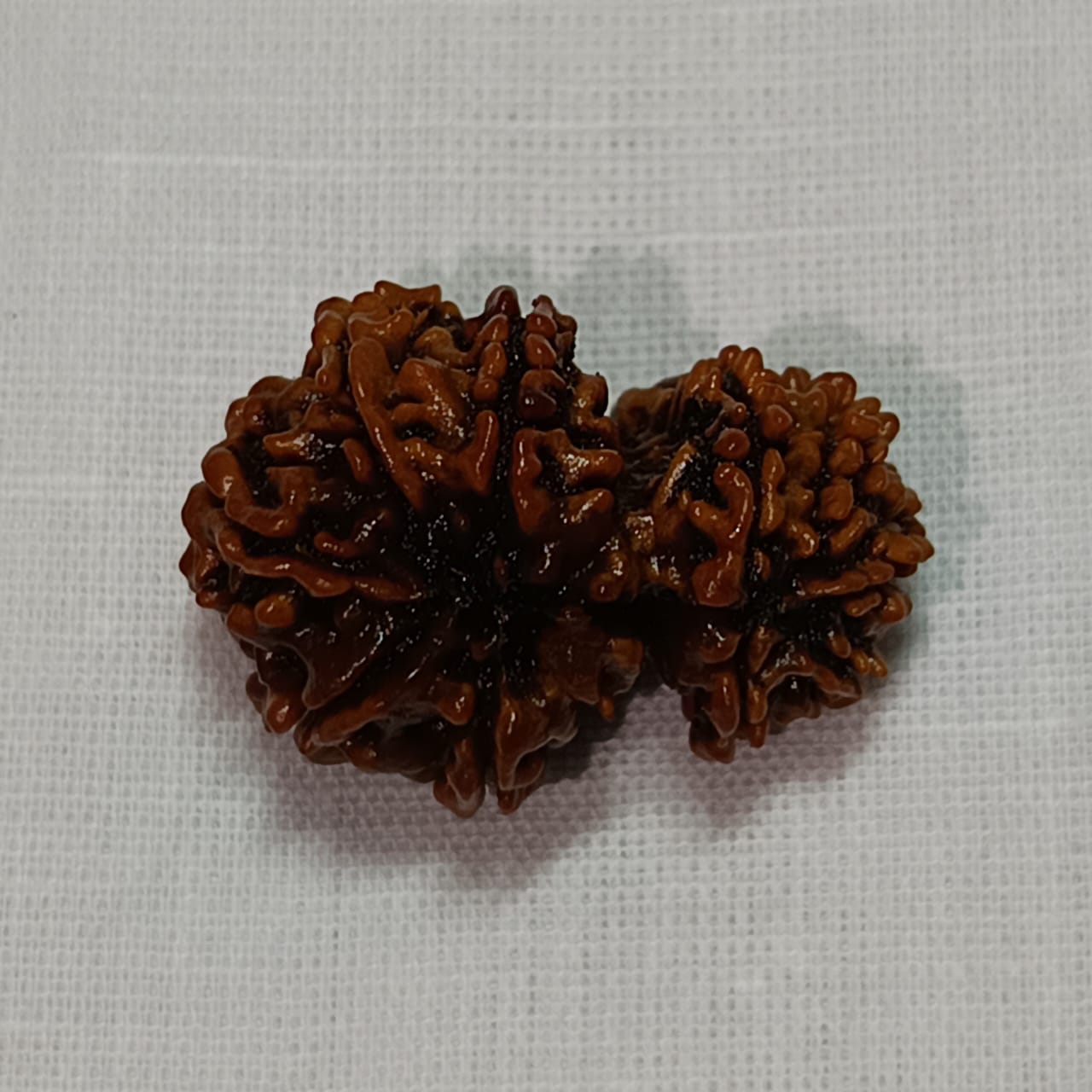 Gauri Sankar Rudraksha
