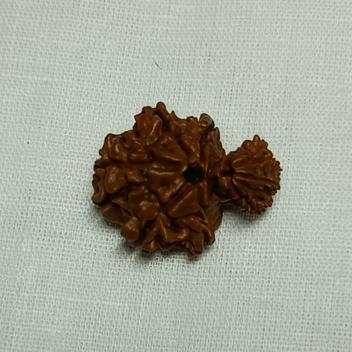 Garv Gauri Rudraksha