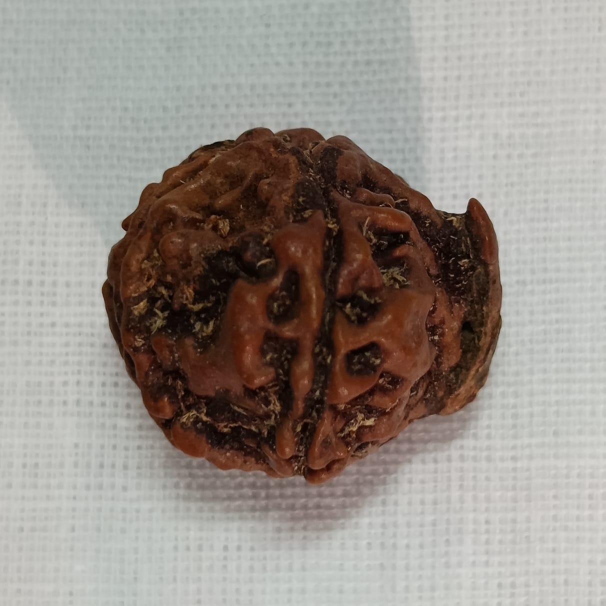 Ganesh Rudraksha