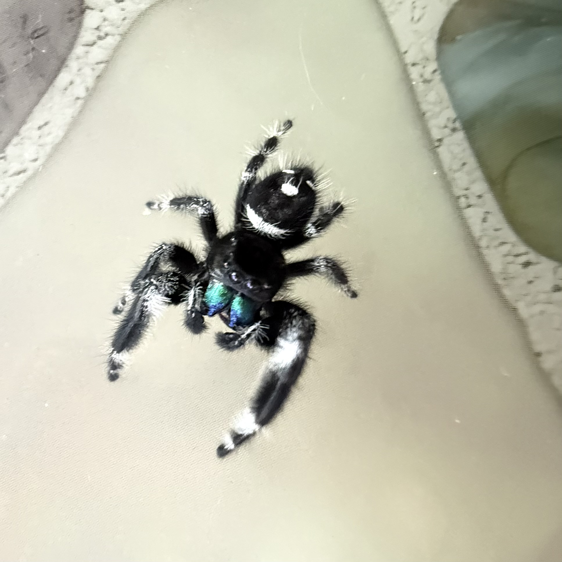 Regius Male: Sub-Mature