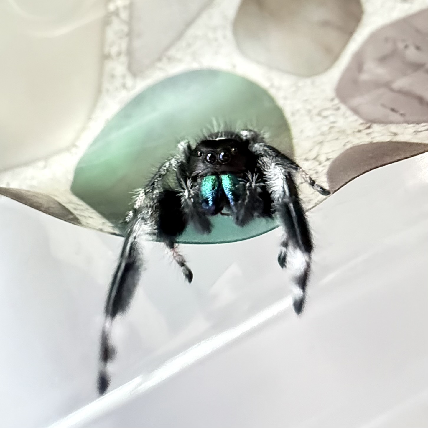 Regius Male: Sub-Mature