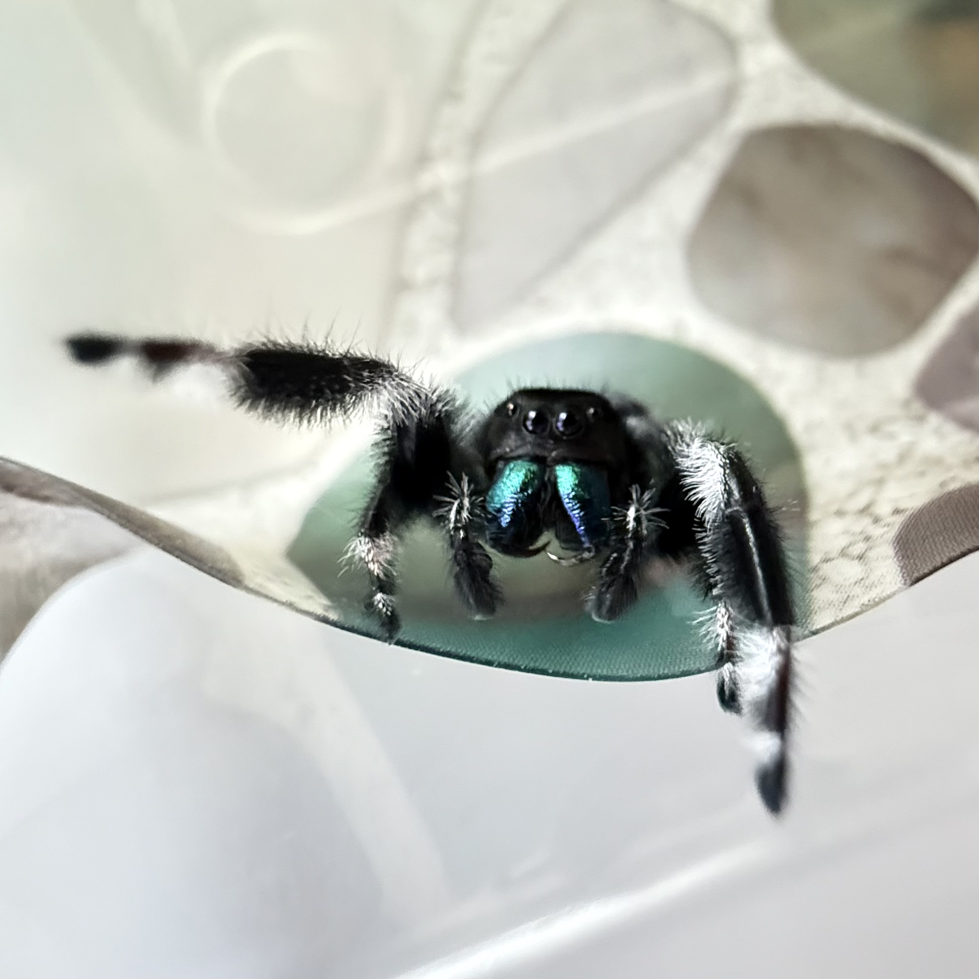 Regius Male: Sub-Mature