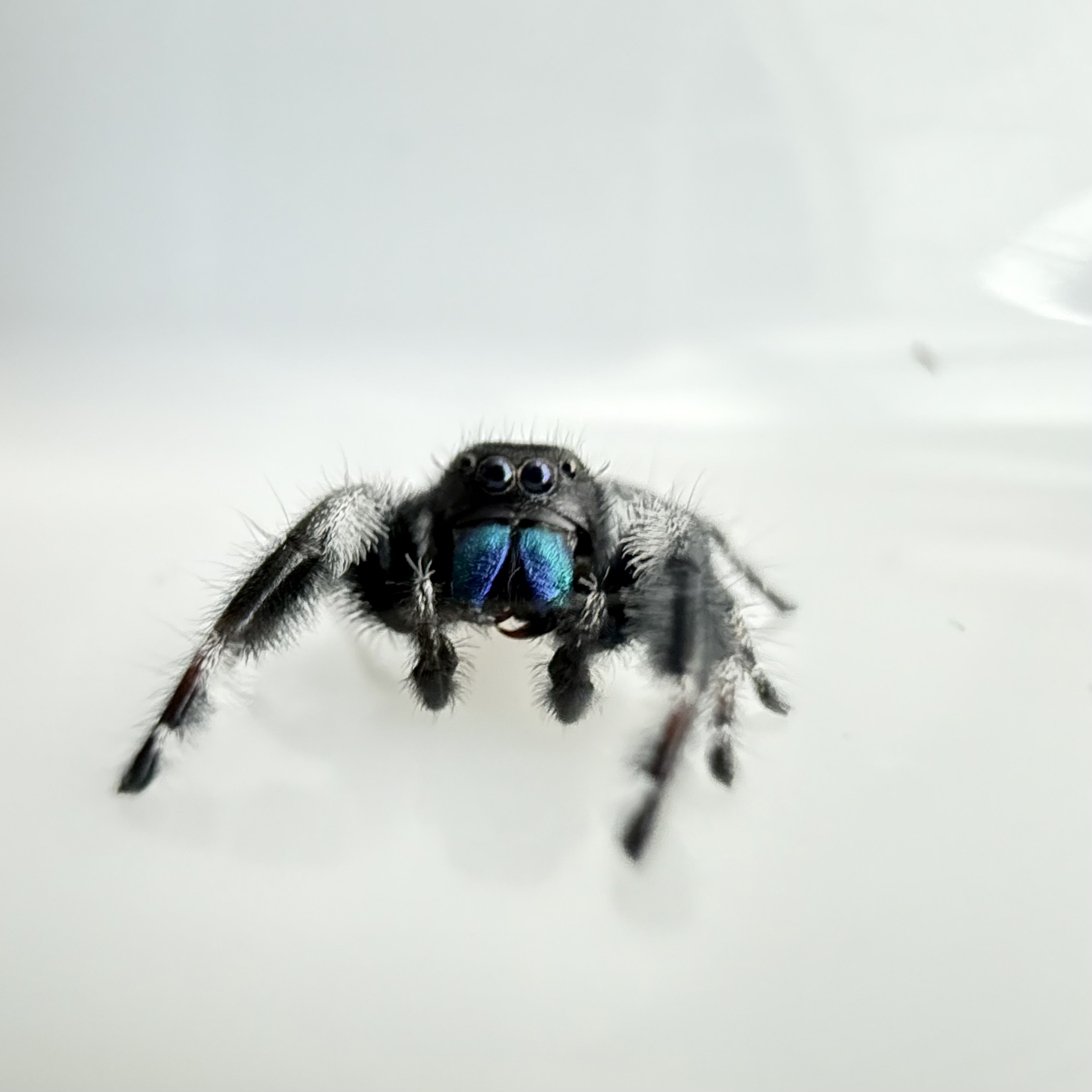 Regius Male: Sub-Mature