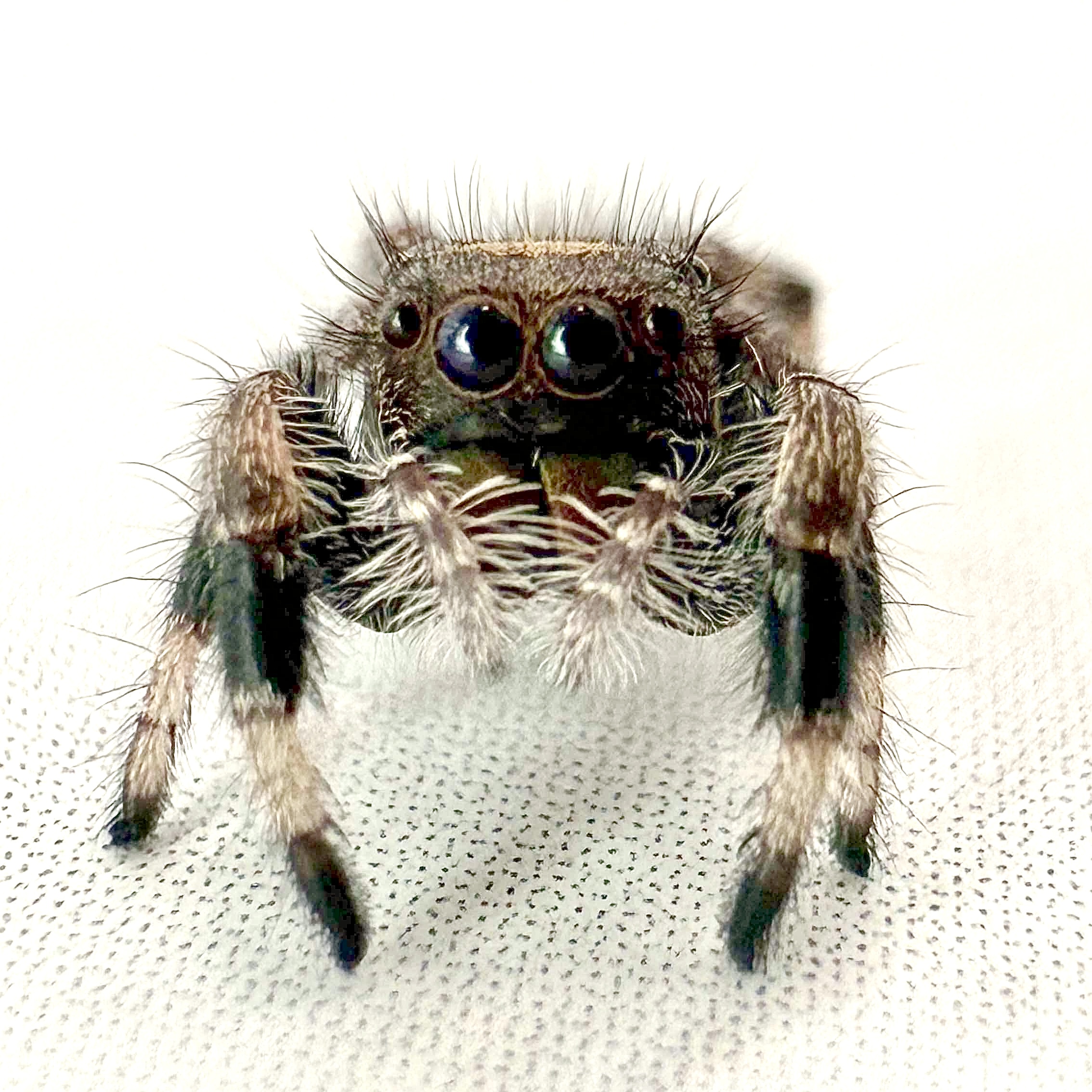 Wildlings: Regius Juvenile i5-i8