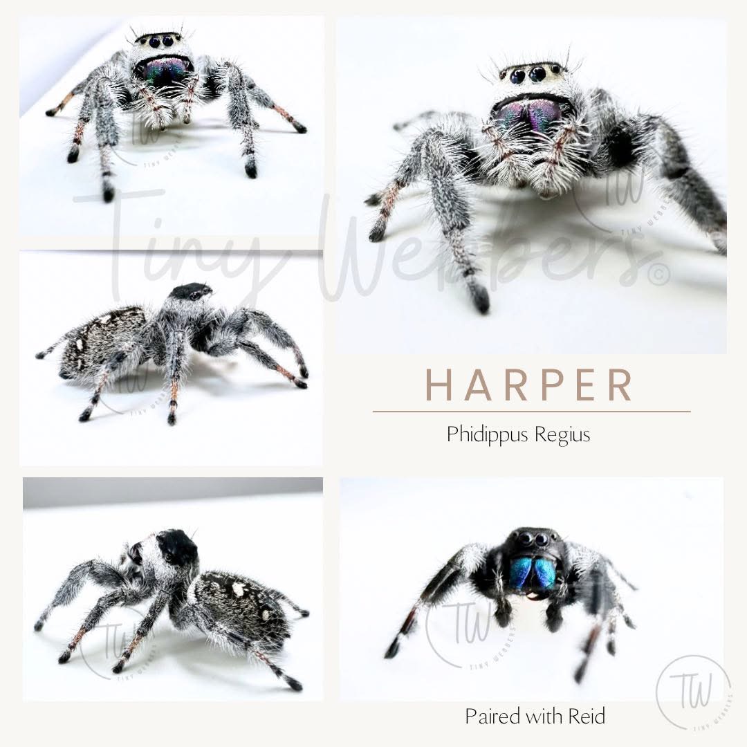 Harper: Juvenile i5-i8