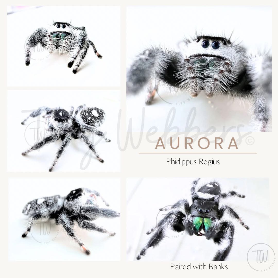 Aurora: Juvenile i5-i8