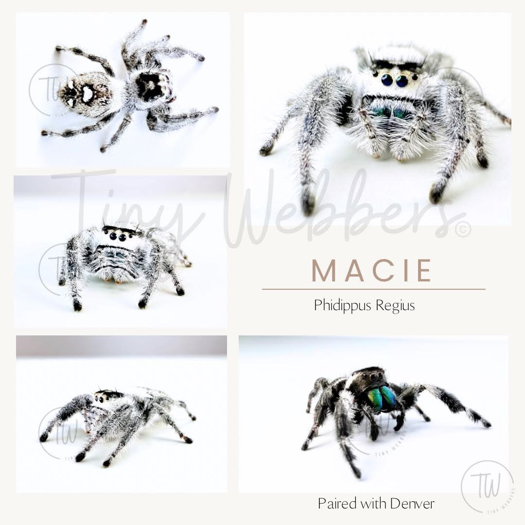Macie: Juvenile i5-i8
