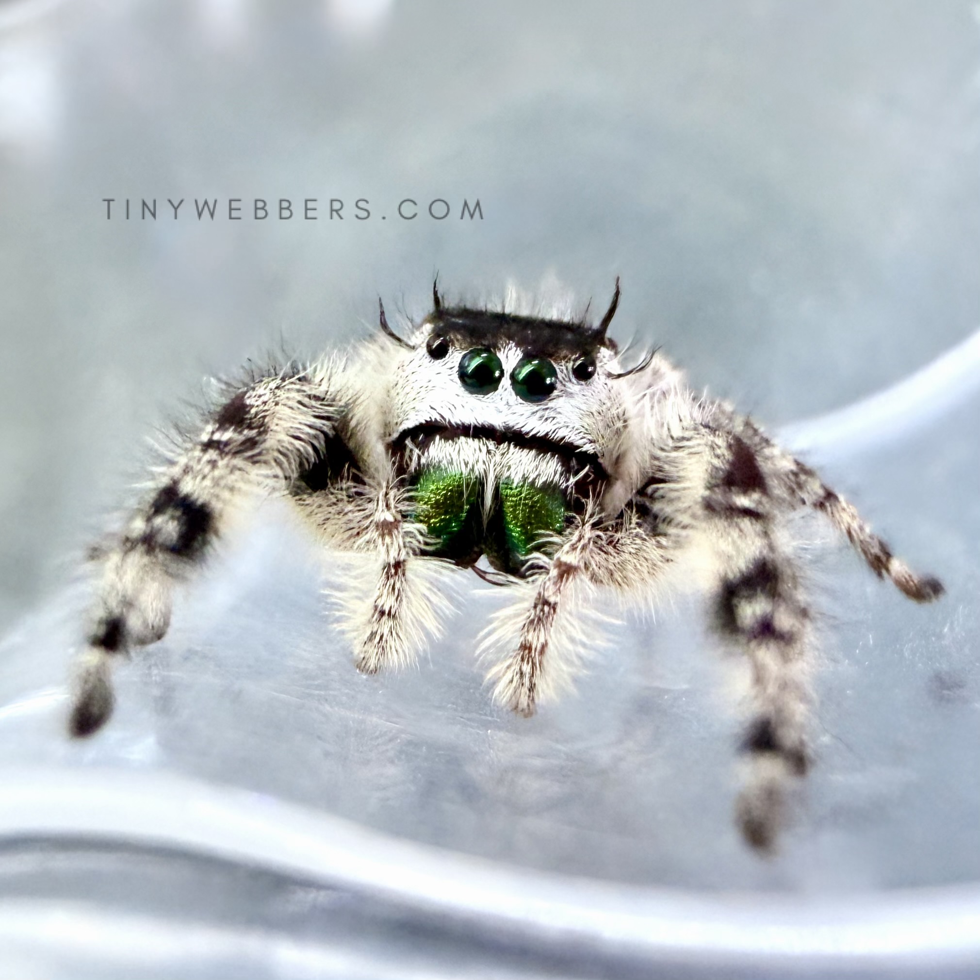 Northern White Otiosus - Juvenile