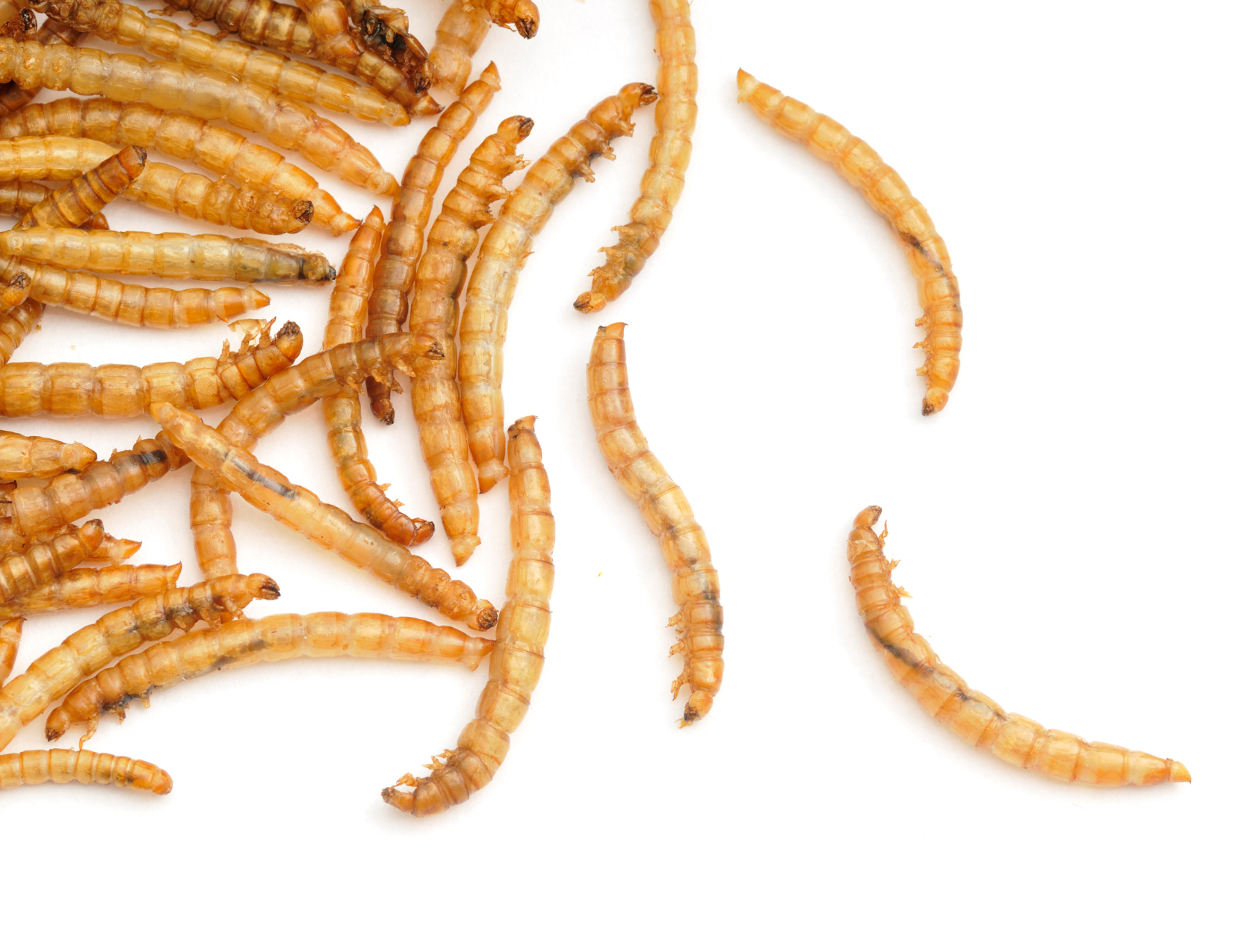 Spood Snacks
