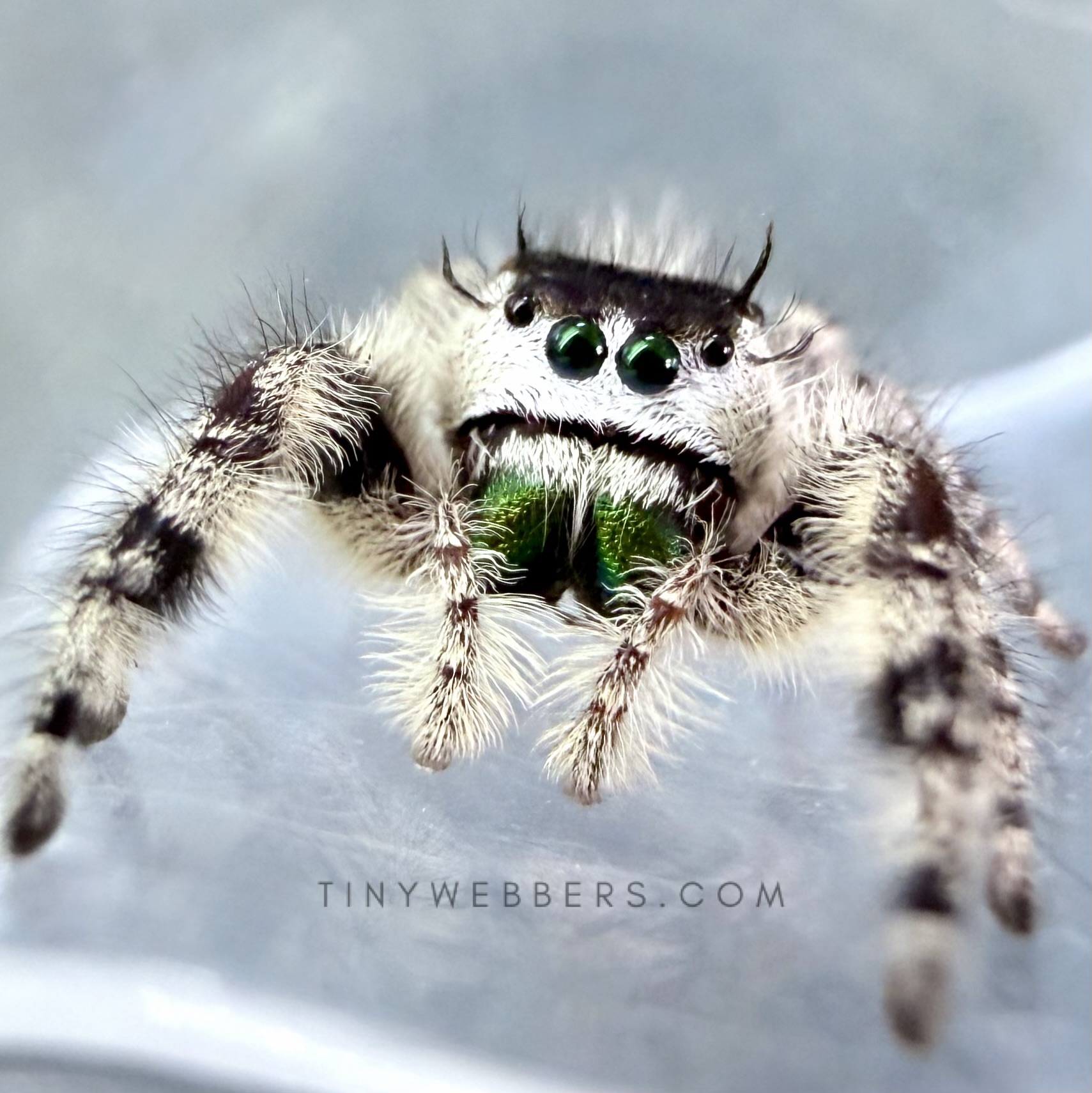 Northern White Otiosus - Juvenile