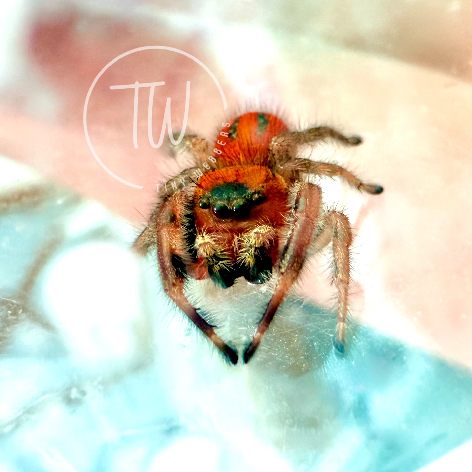 Phidippus Pius: Juvenile i5-i6