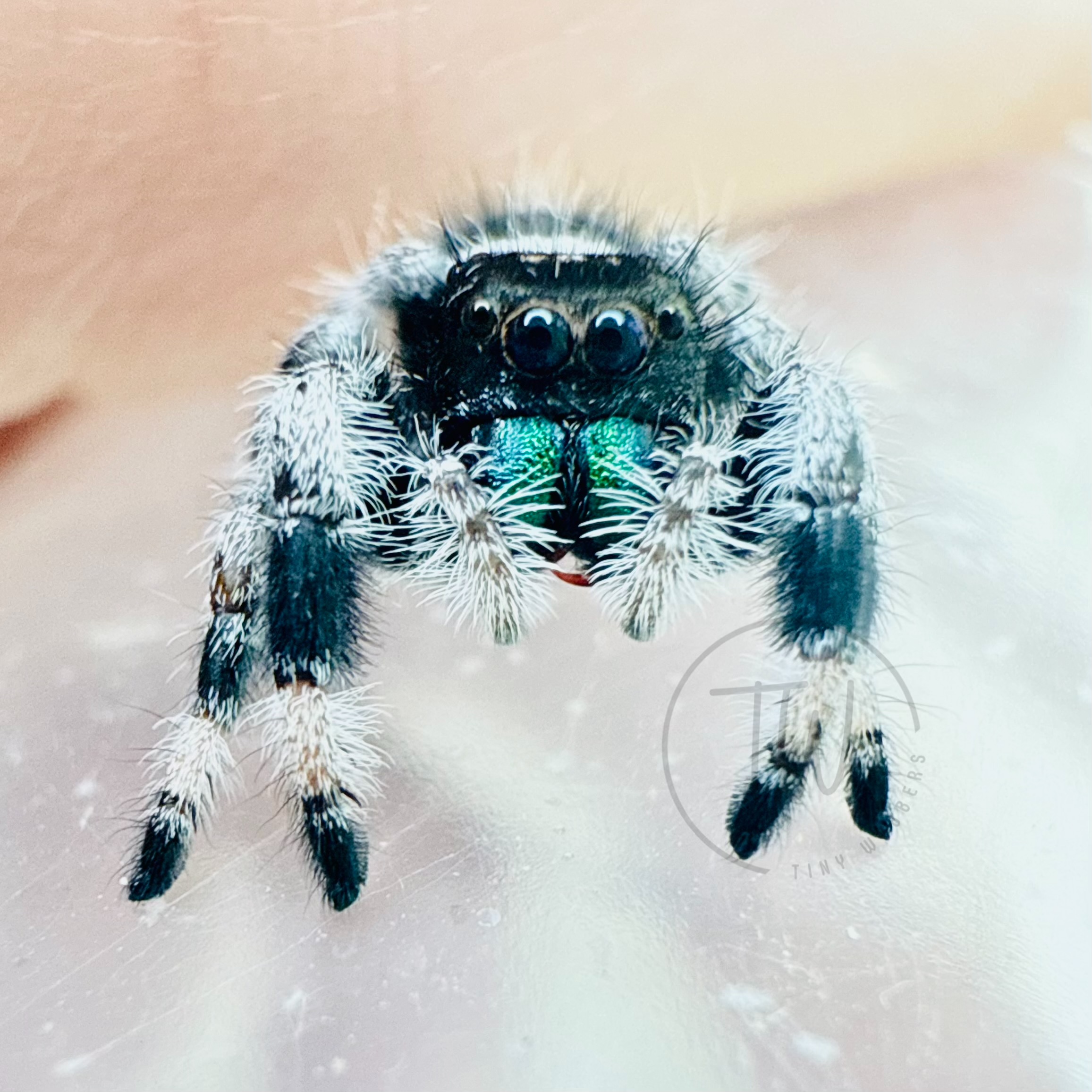 Bonus Buddy - Regius Male