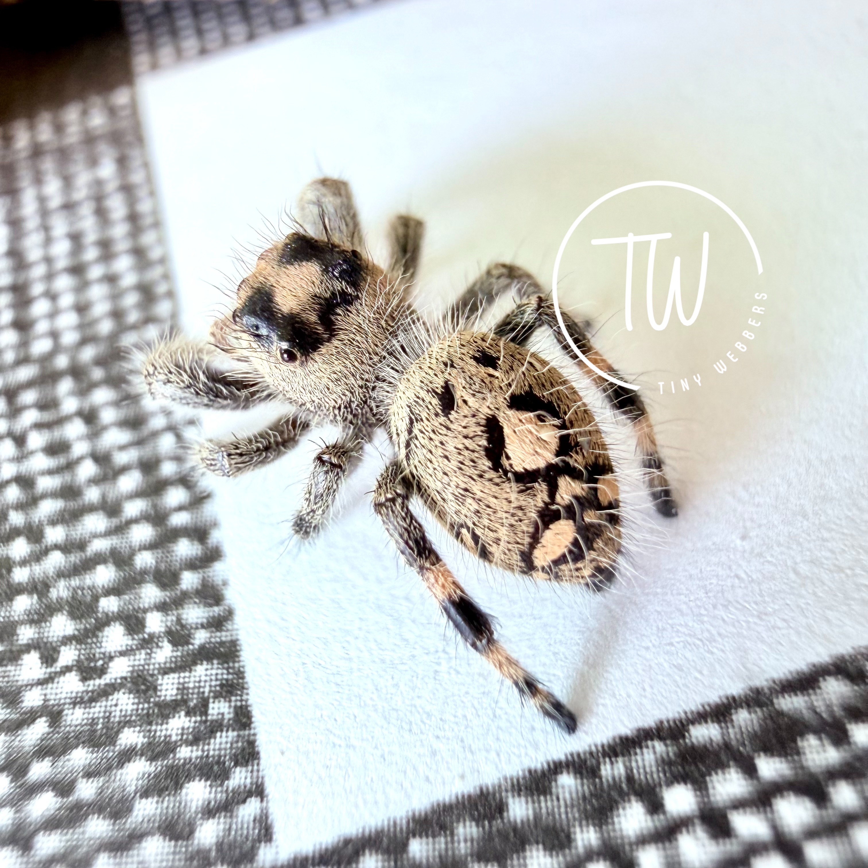Dottie