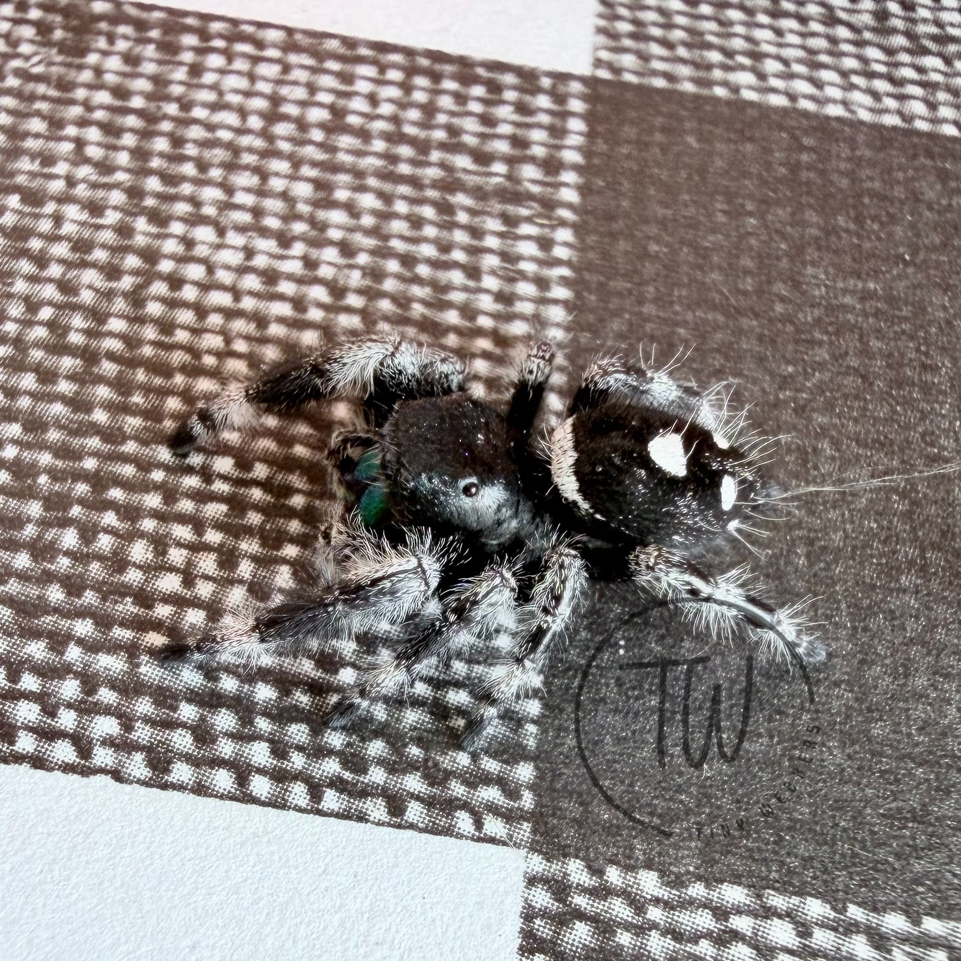 Simon