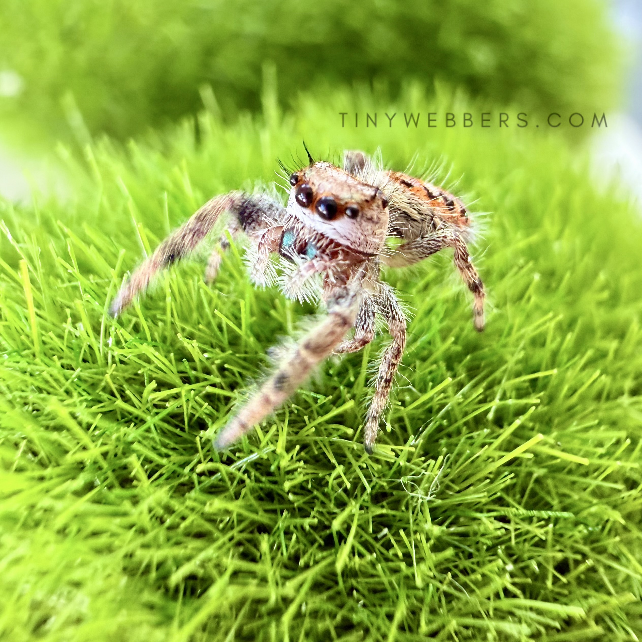 Niblet