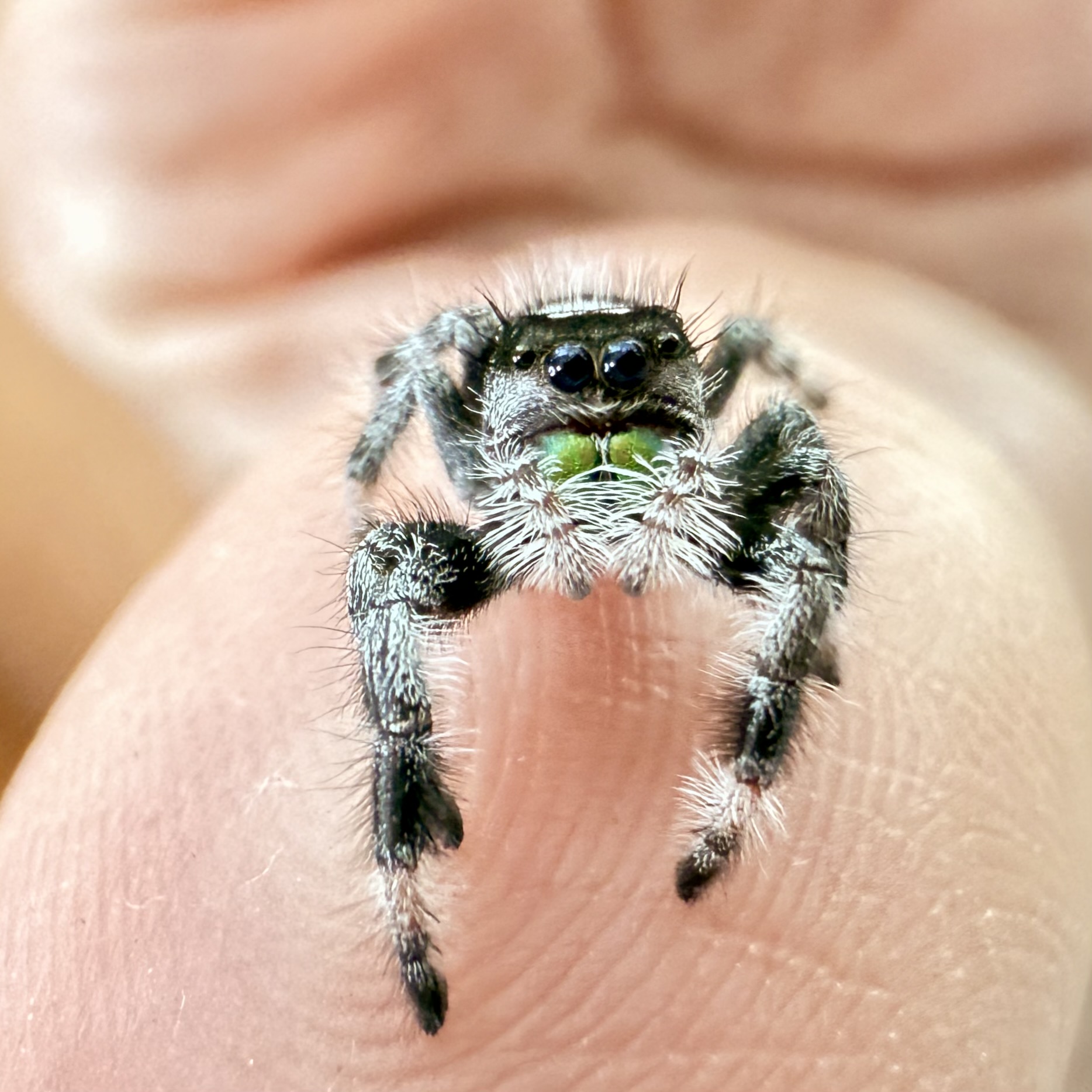 Wildlings: Regius Juvenile i5-i8