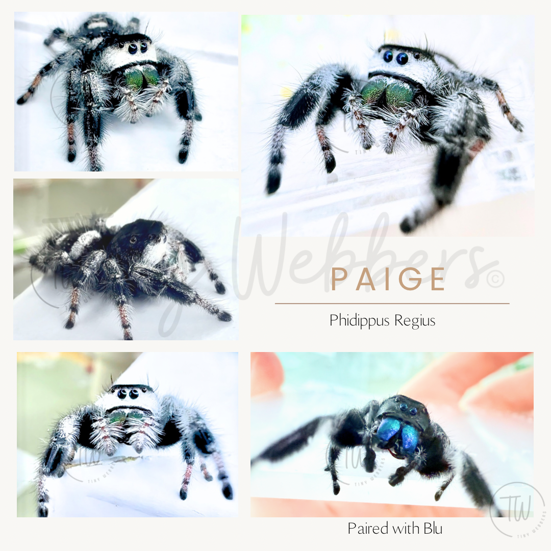 Paige: Juvenile i5-i8