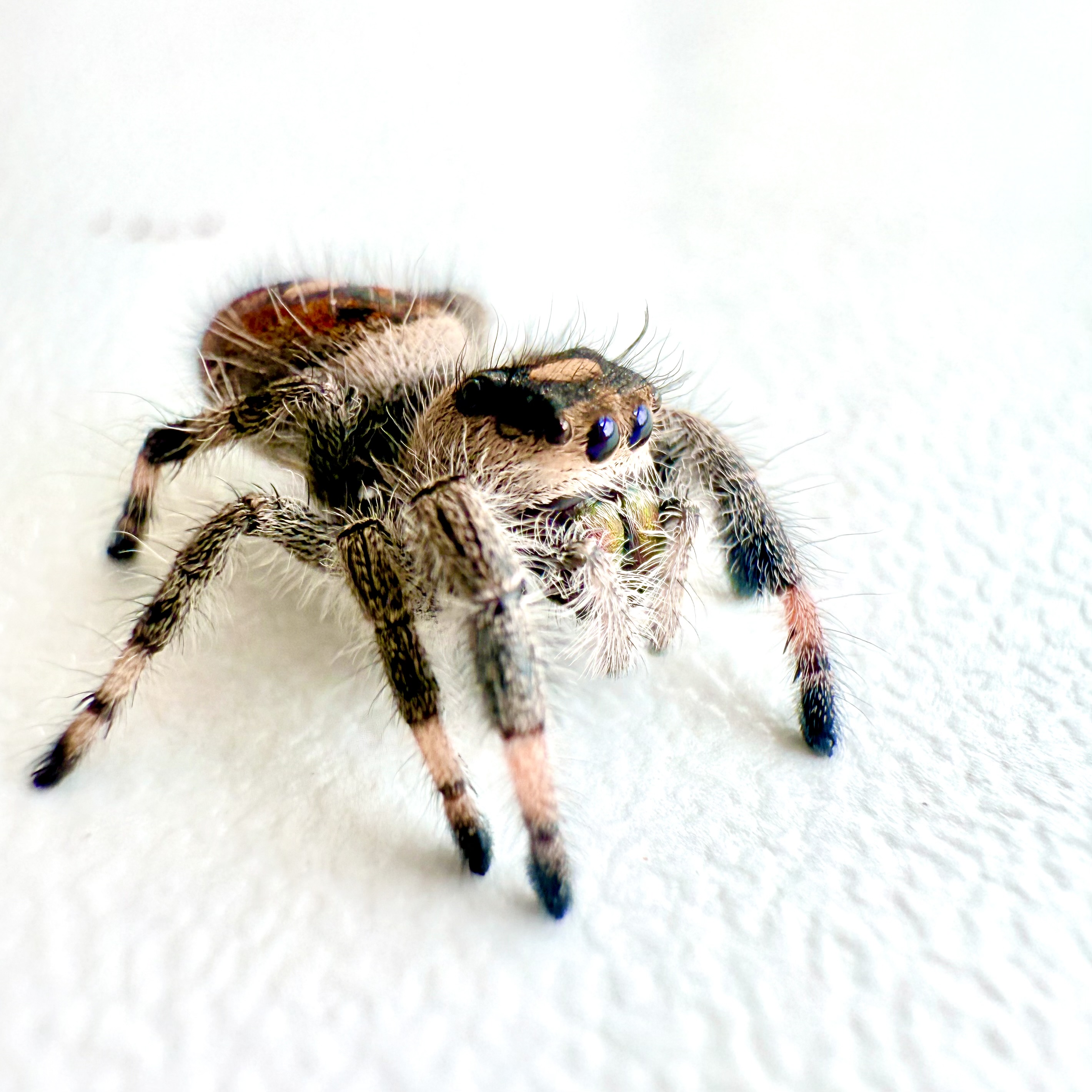 Gracie