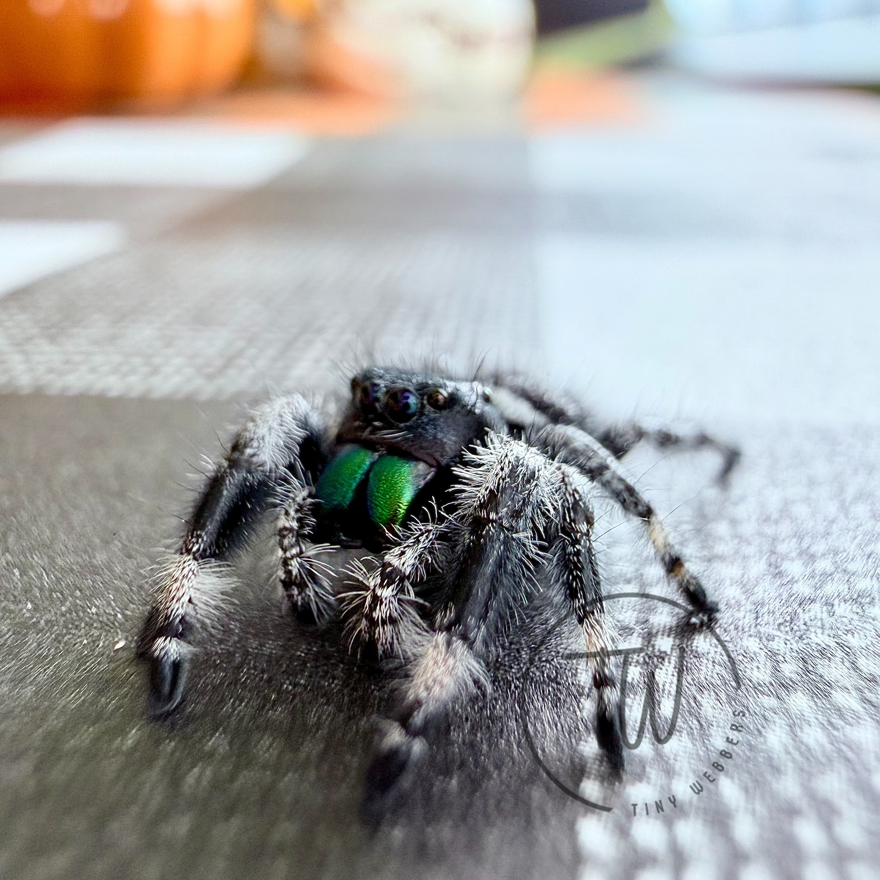 Simon