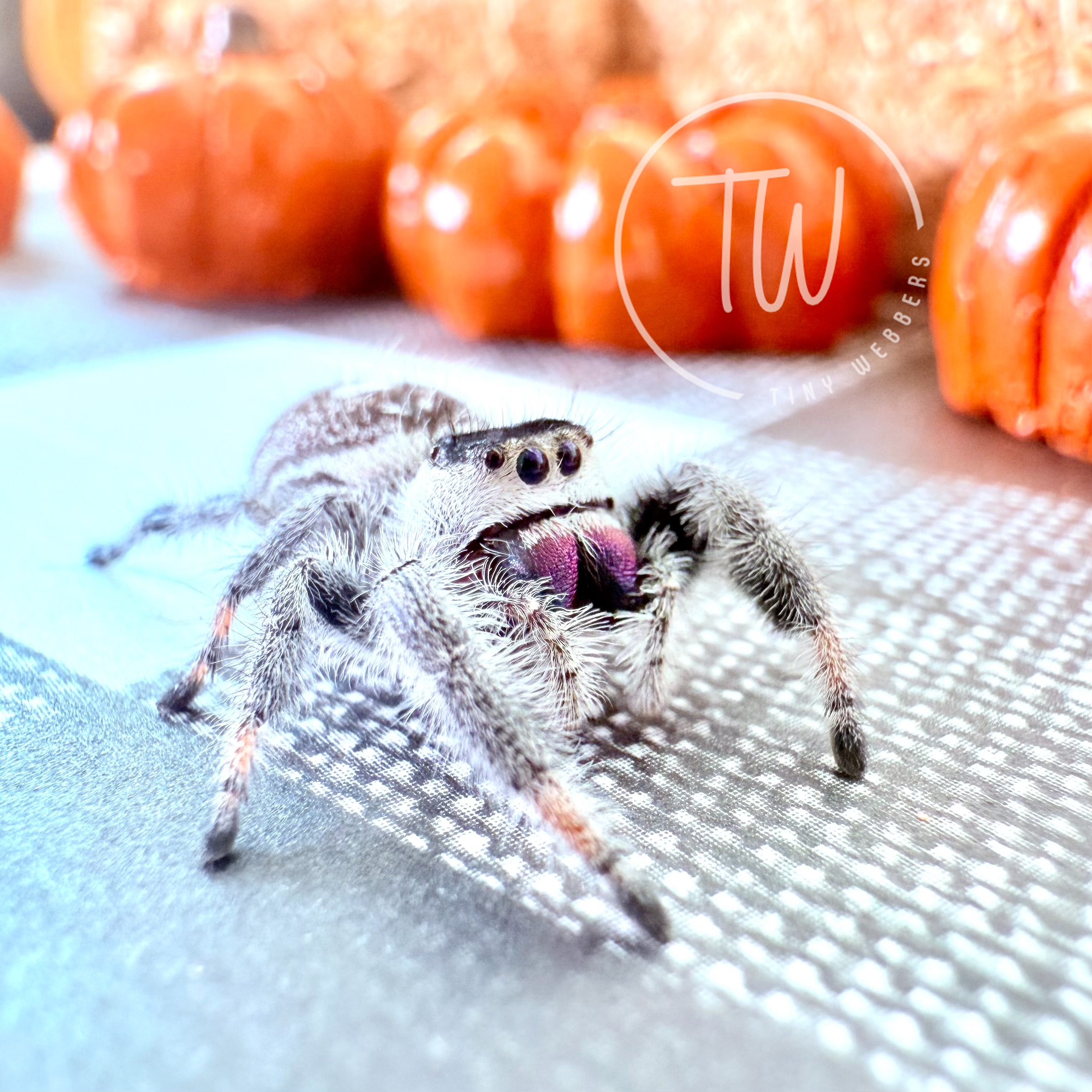 Tillie