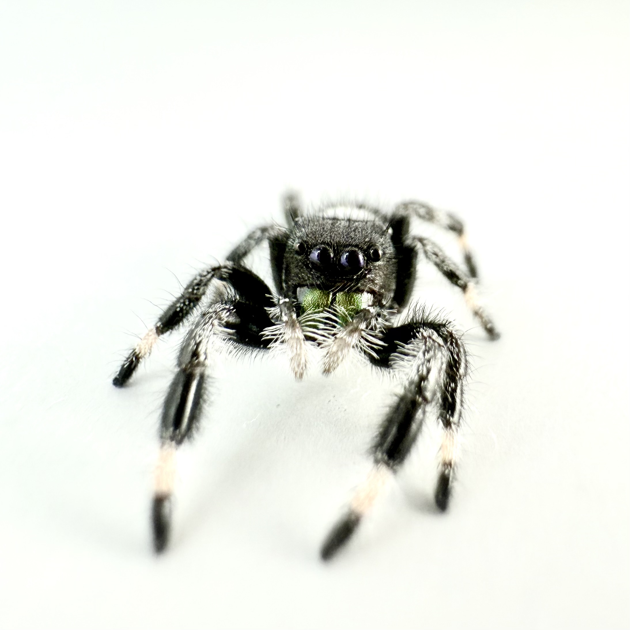 Bonus Buddy - Regius Male