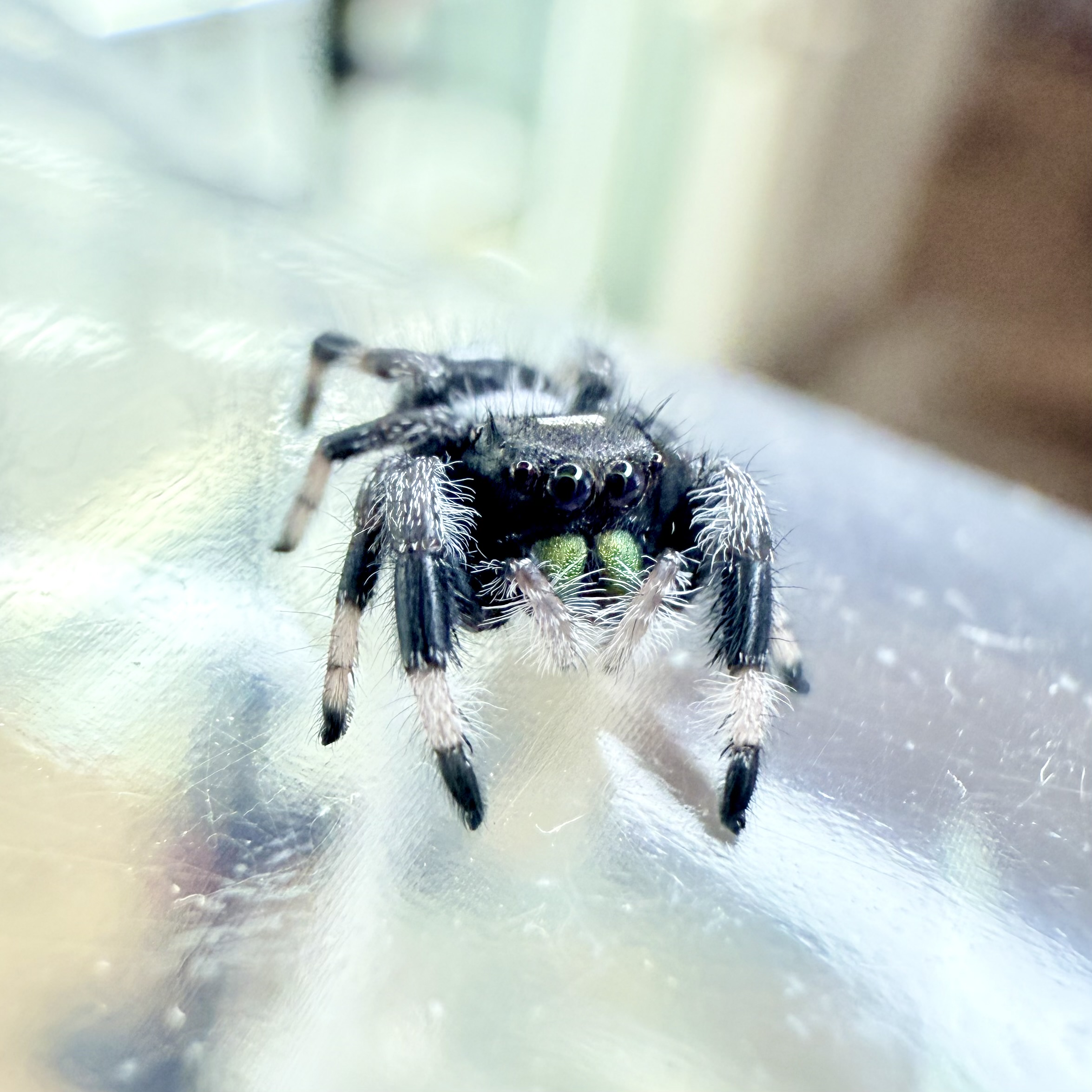 Bonus Buddy - Regius Male