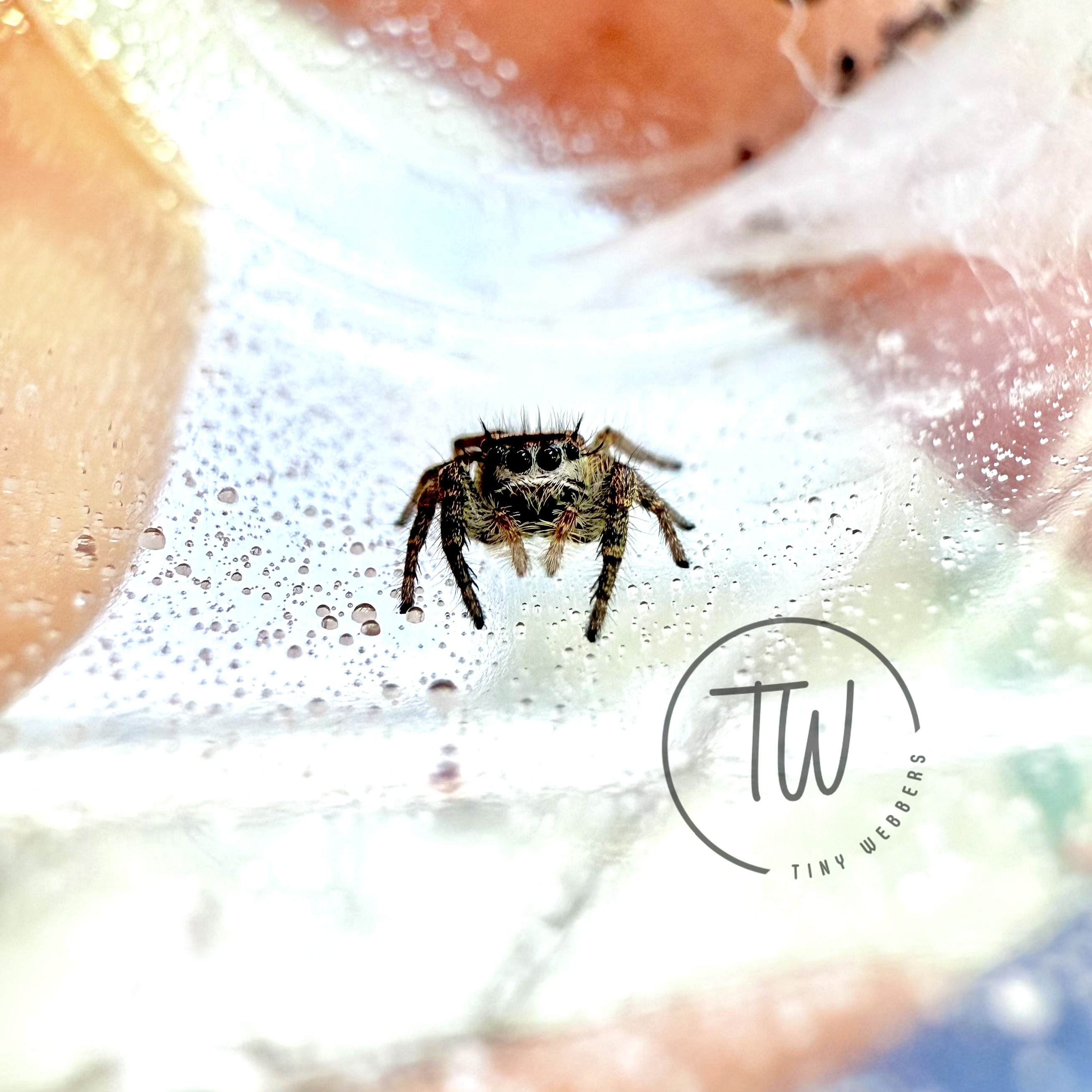 Tabby: Juvenile i5–i7