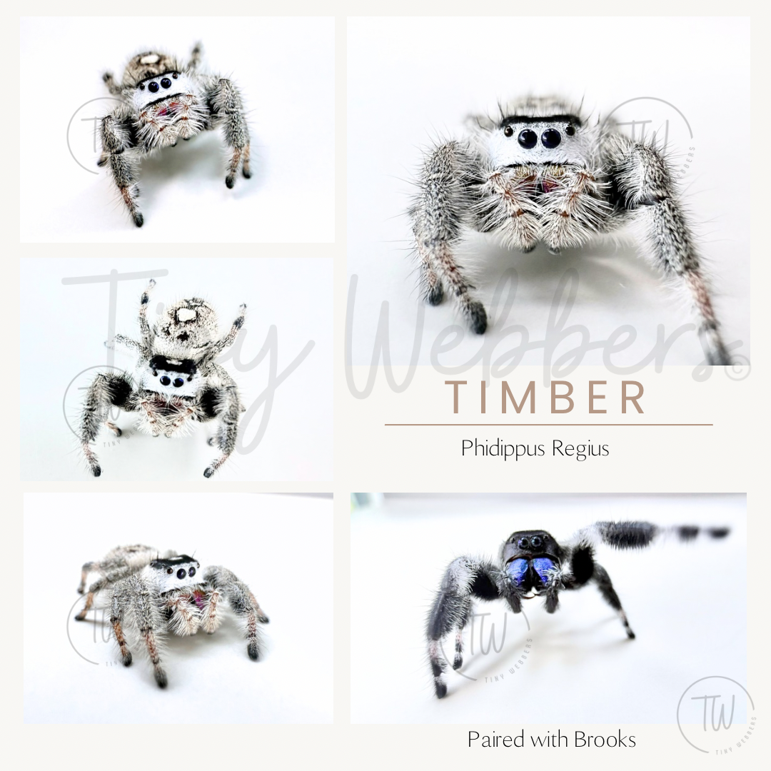Timber: Juvenile i5-i8