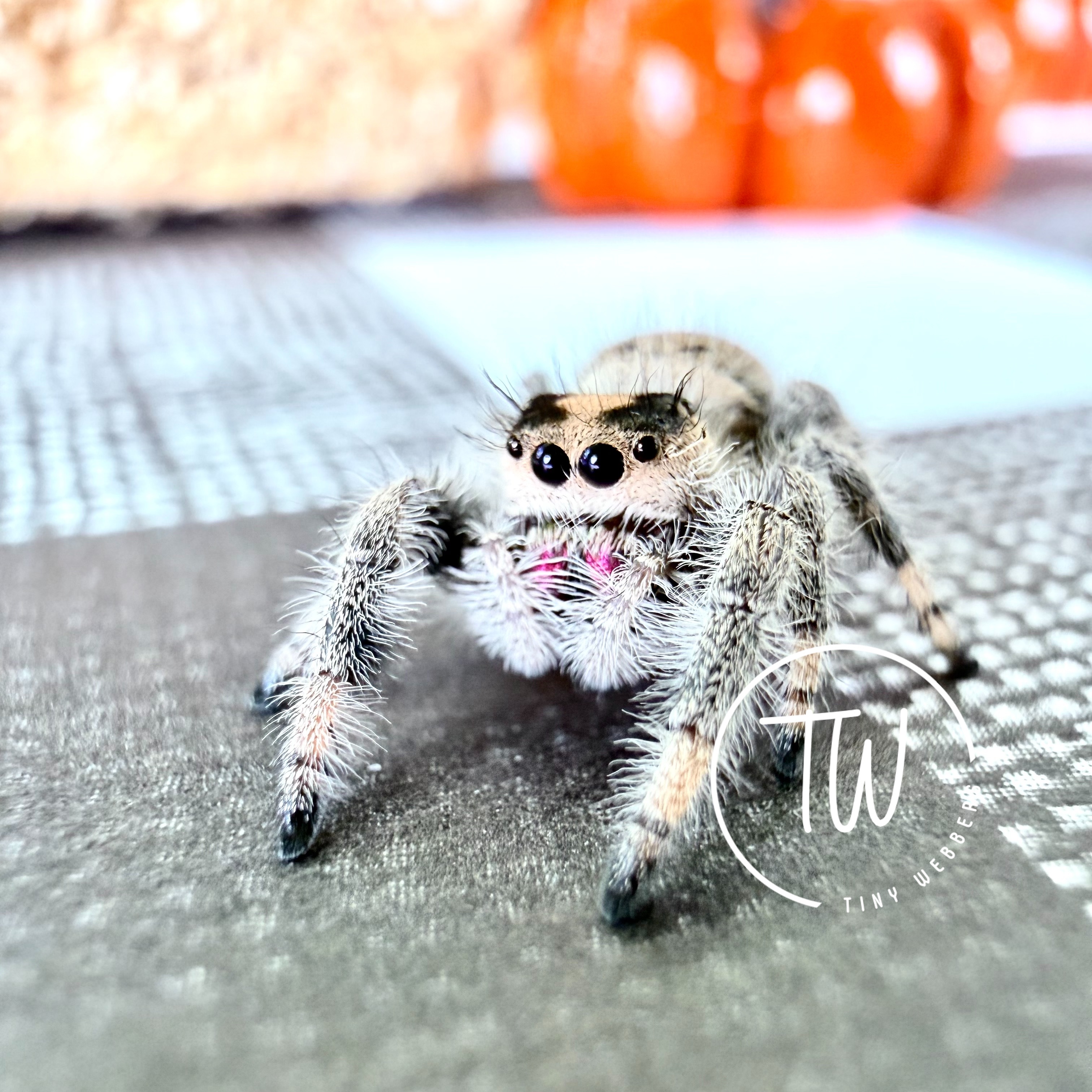 Dottie