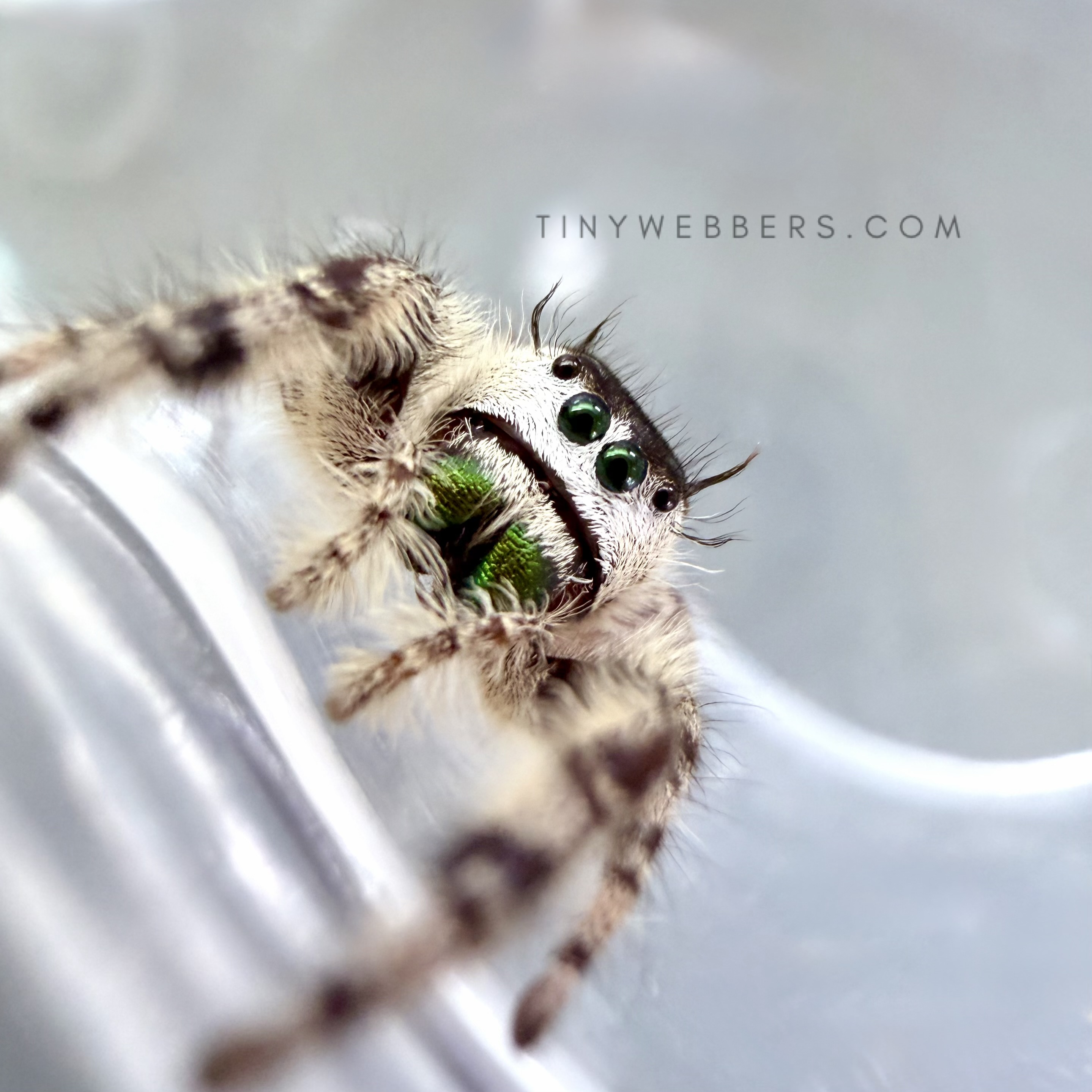 Northern White Otiosus - Juvenile