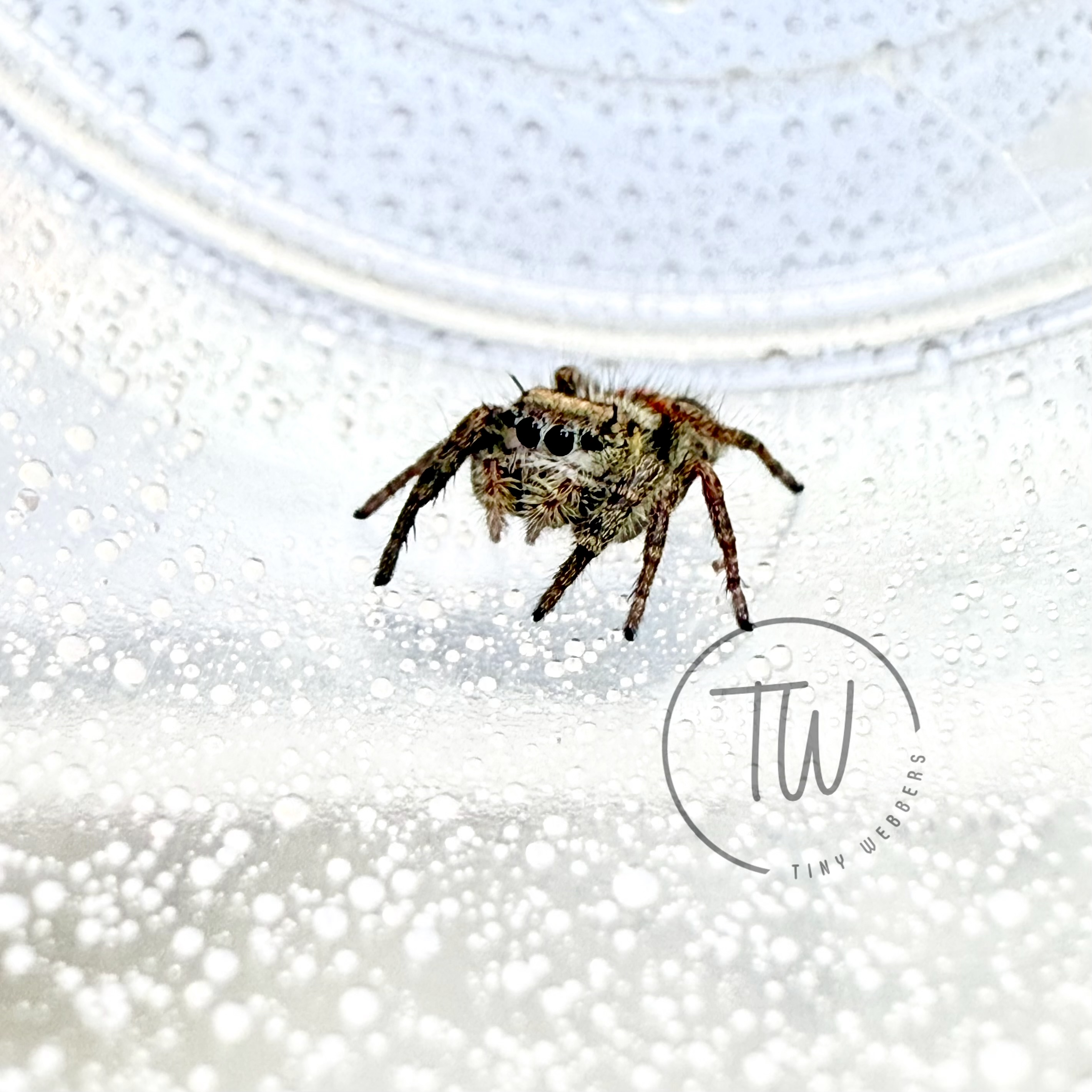 Tabby: Juvenile i5–i7