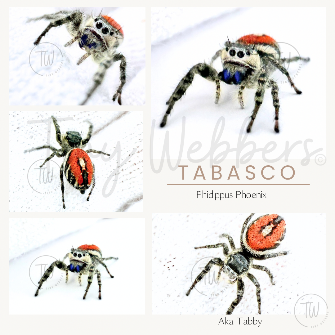 Tabby: Juvenile i5–i7
