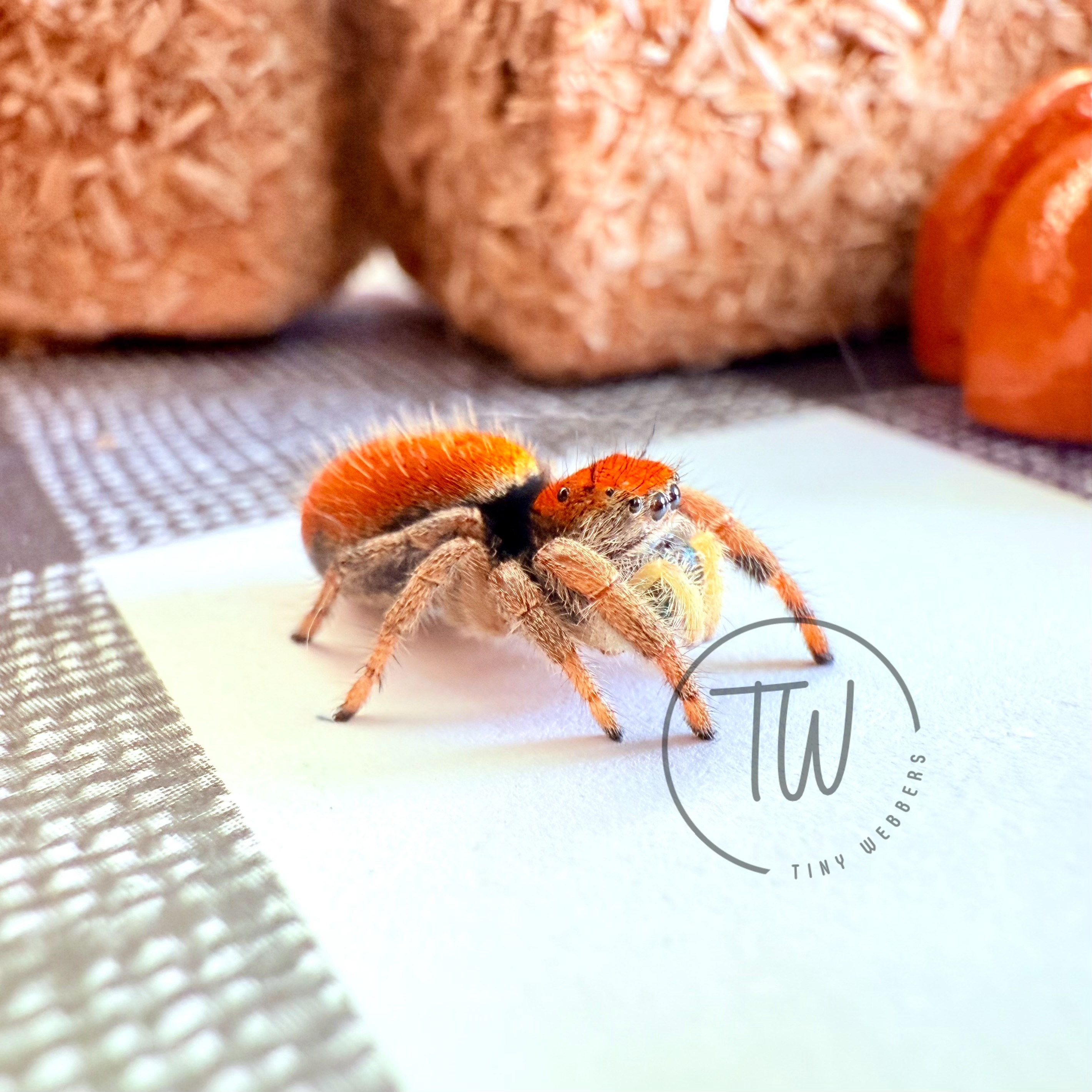 Carrot