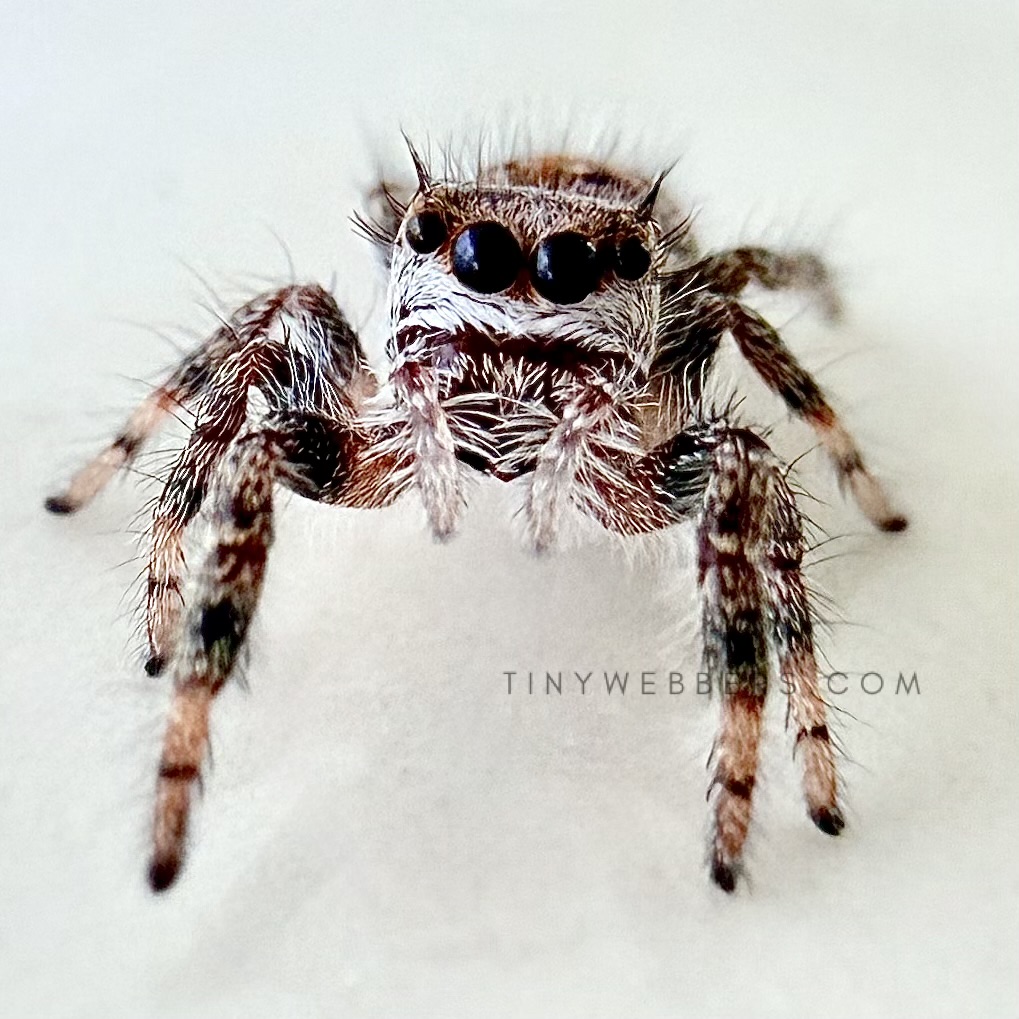 Hybrid: Regius/Otiosus