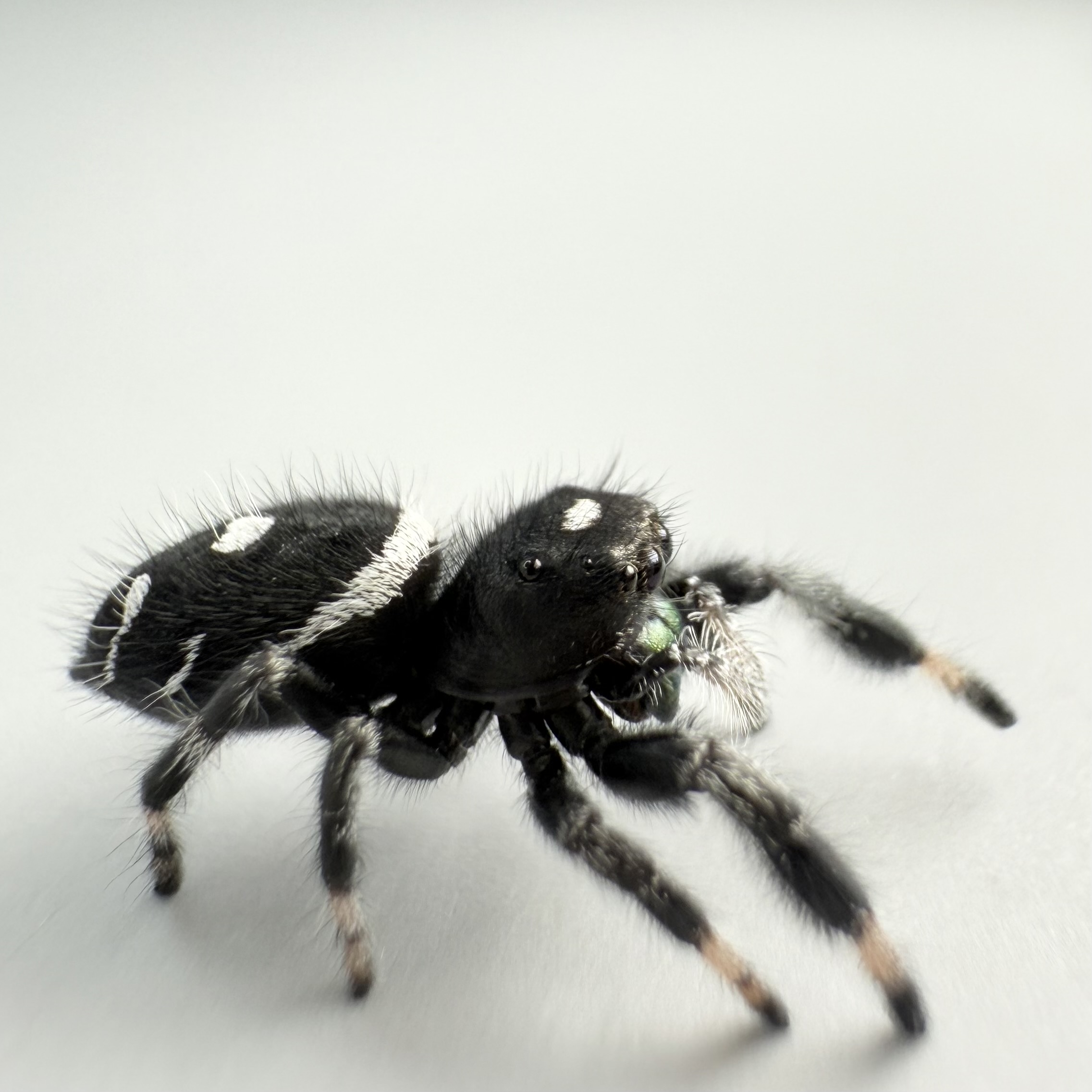 Bonus Buddy - Regius Male