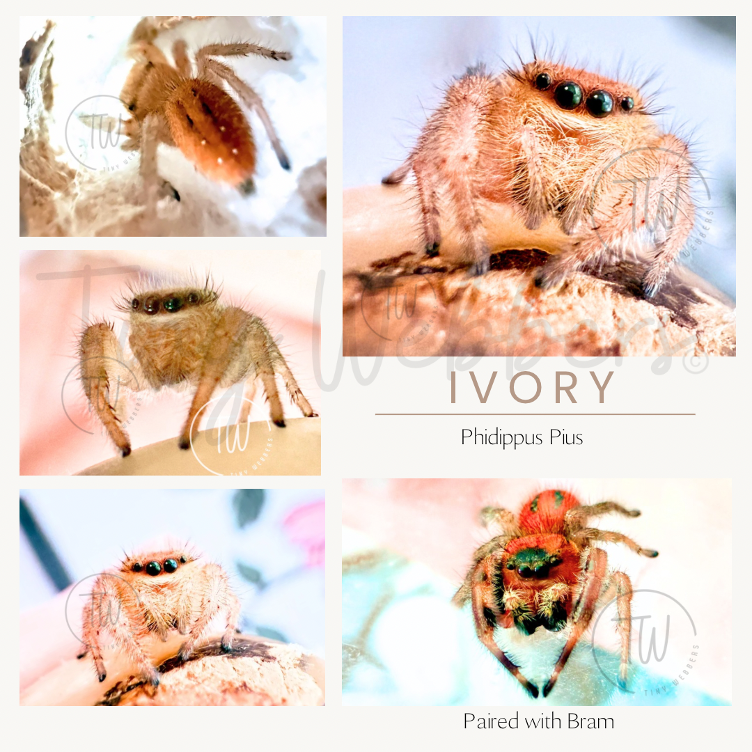 Phidippus Pius: Juvenile i5-i6