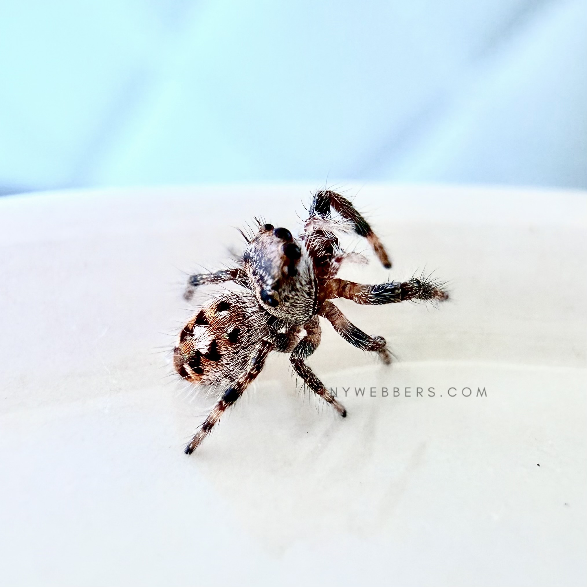 Hybrid: Regius/Otiosus