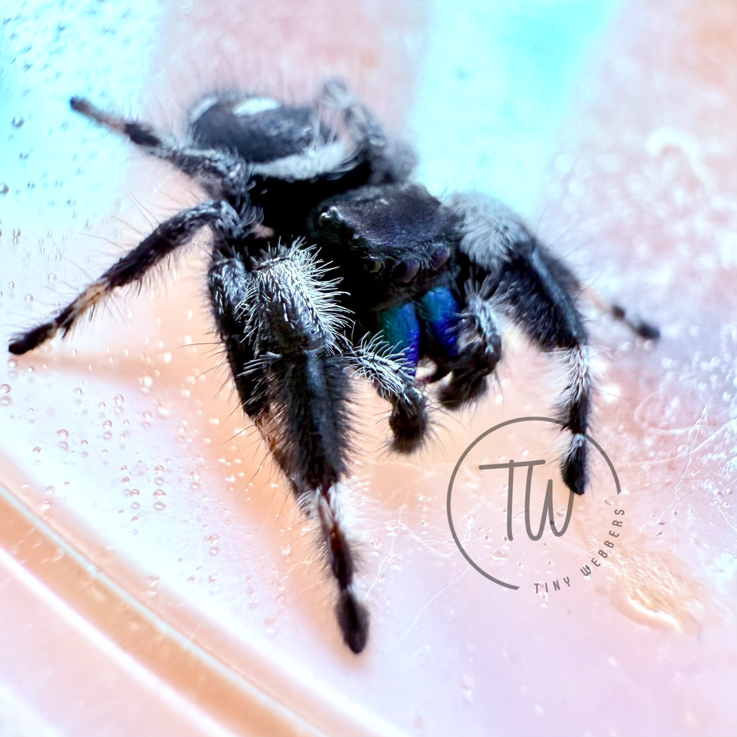 Blue Boy