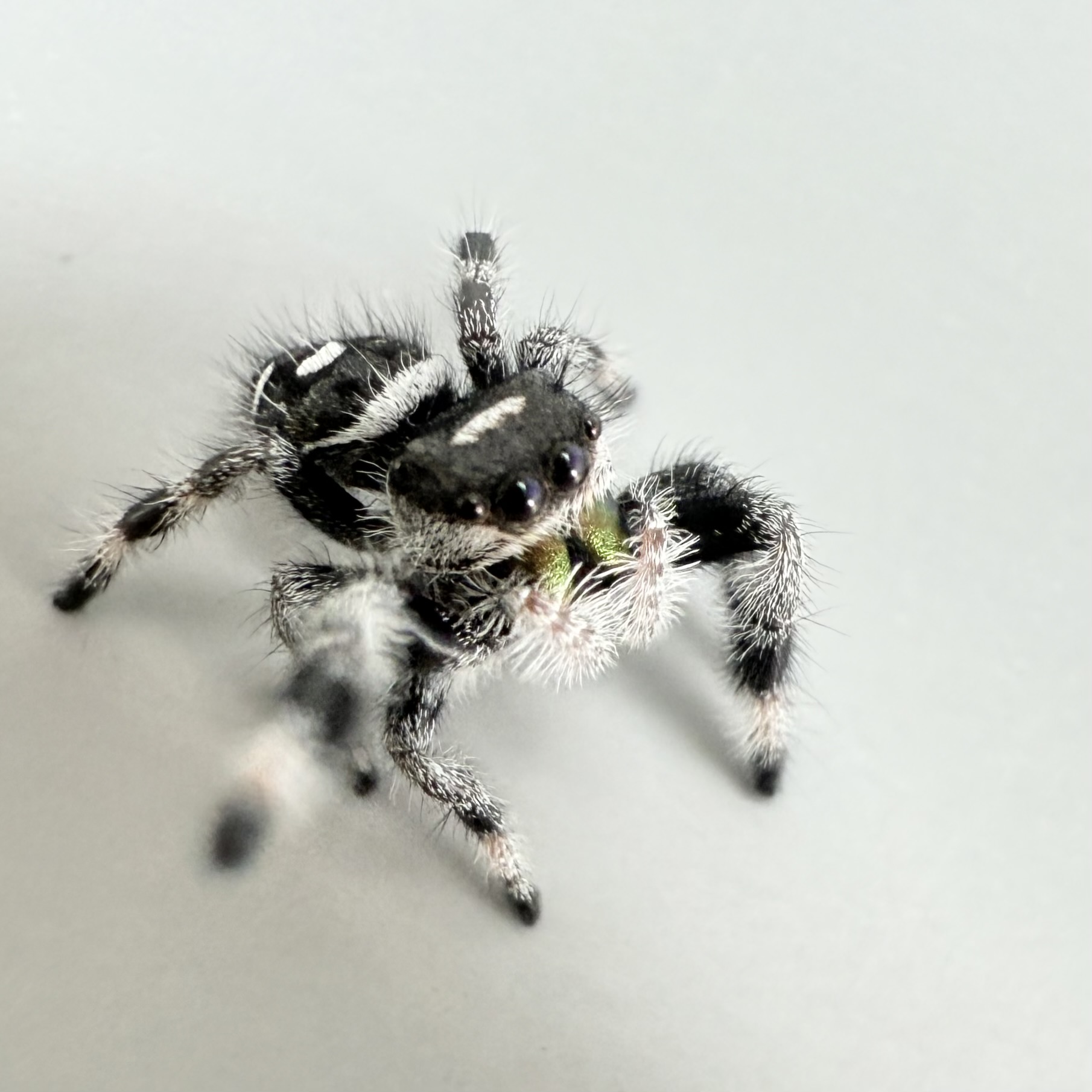 Bonus Buddy - Regius Male